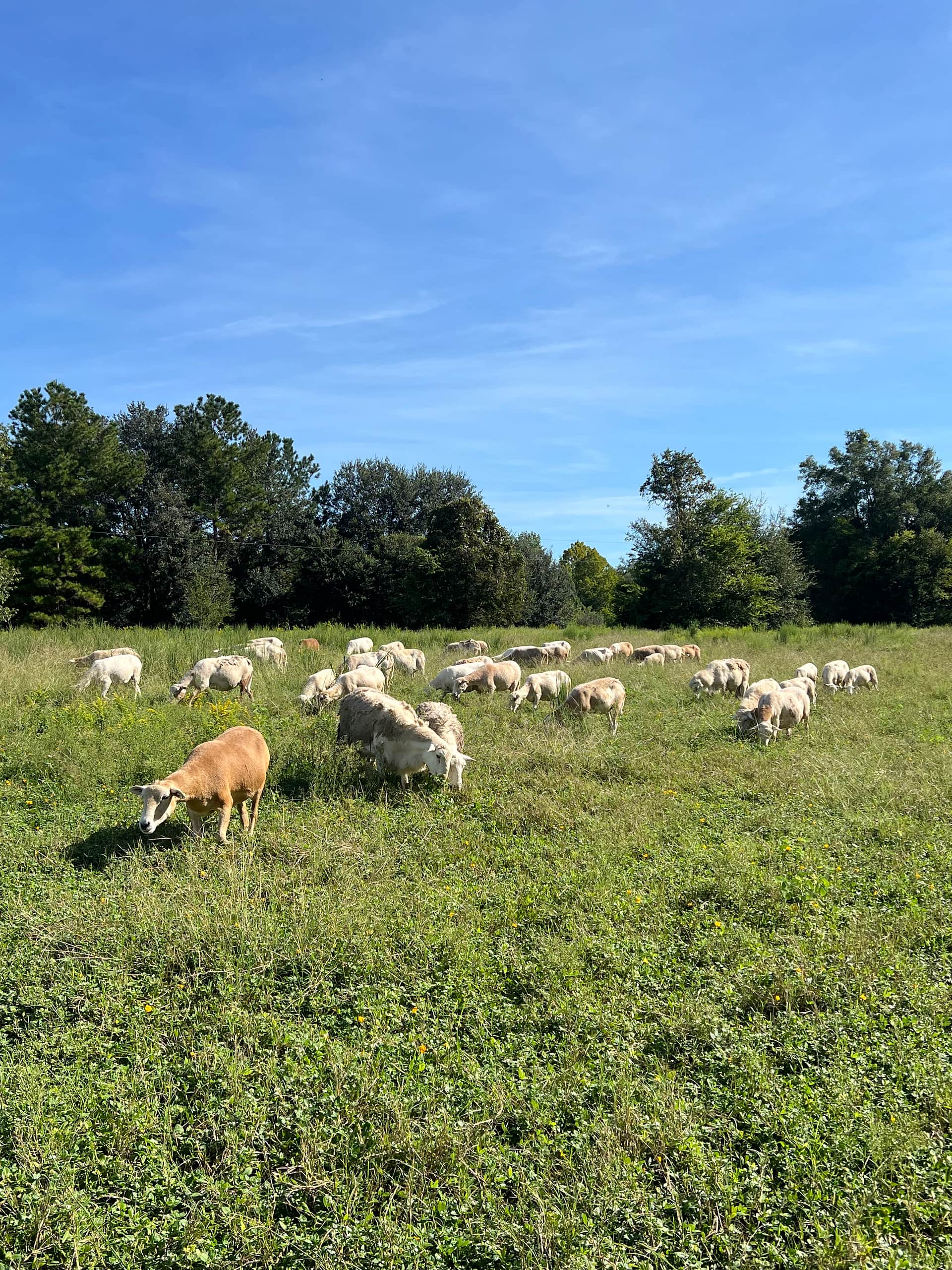 Glenn Farm