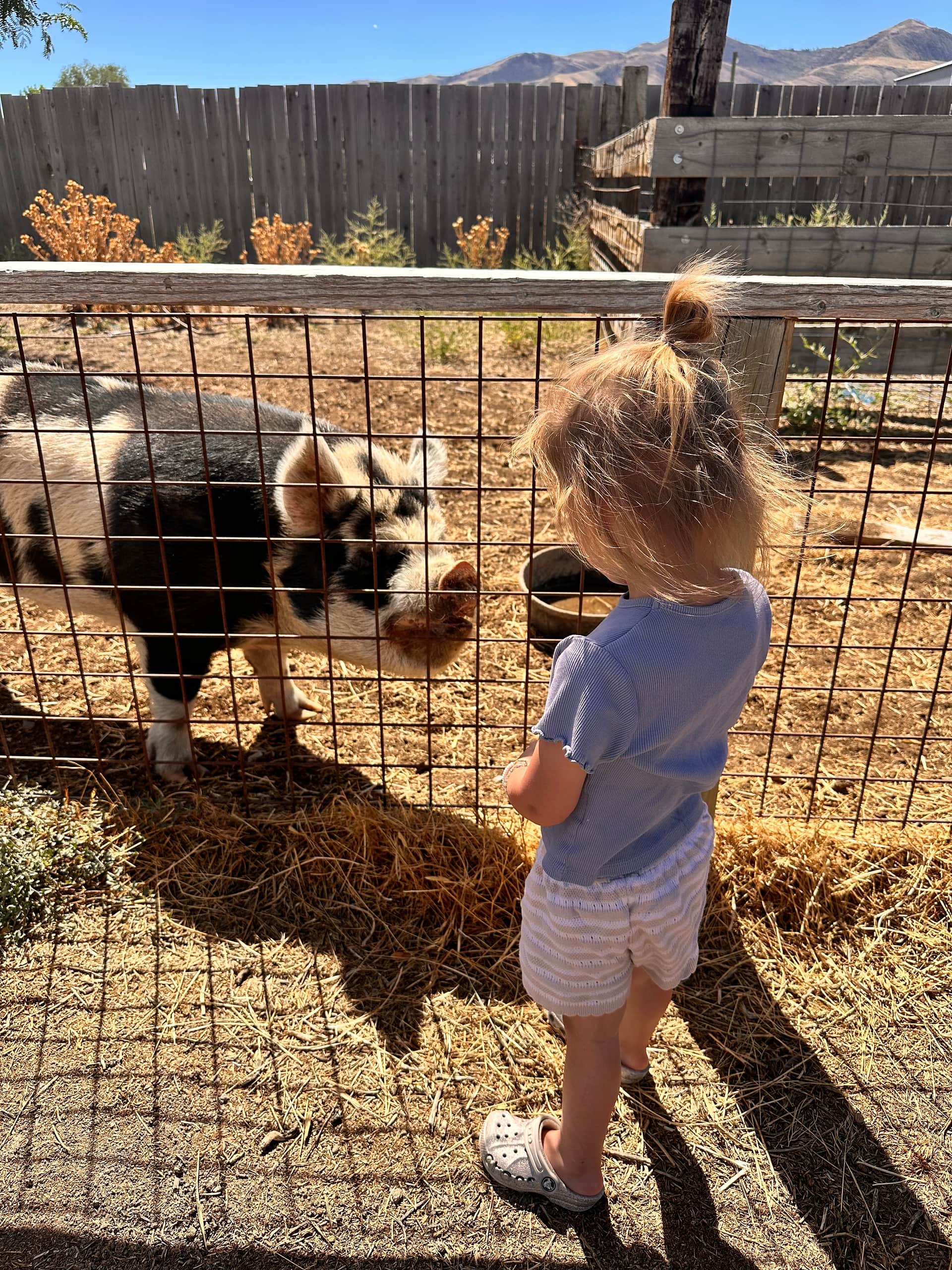 Crazy Cow Farm Adventure