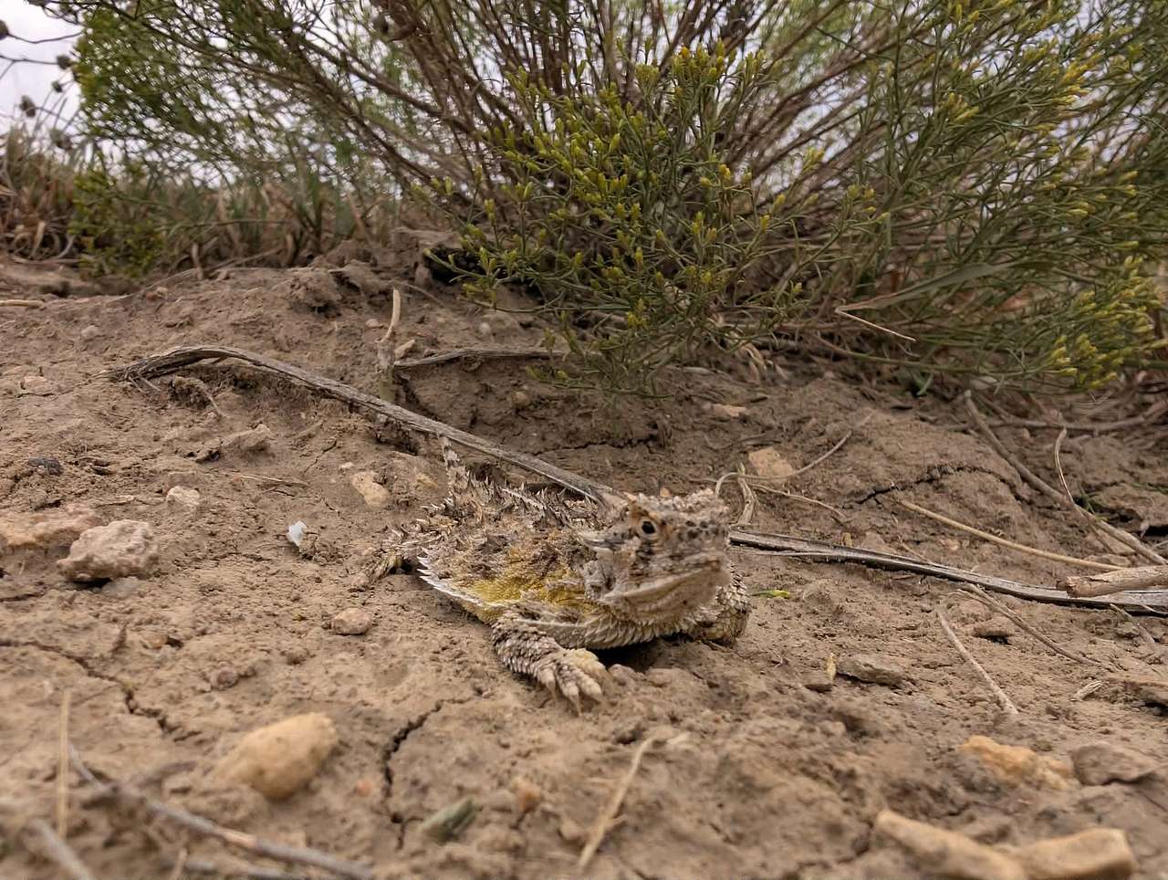 A Texas Horned Lizard we found on one of the trails across the river!