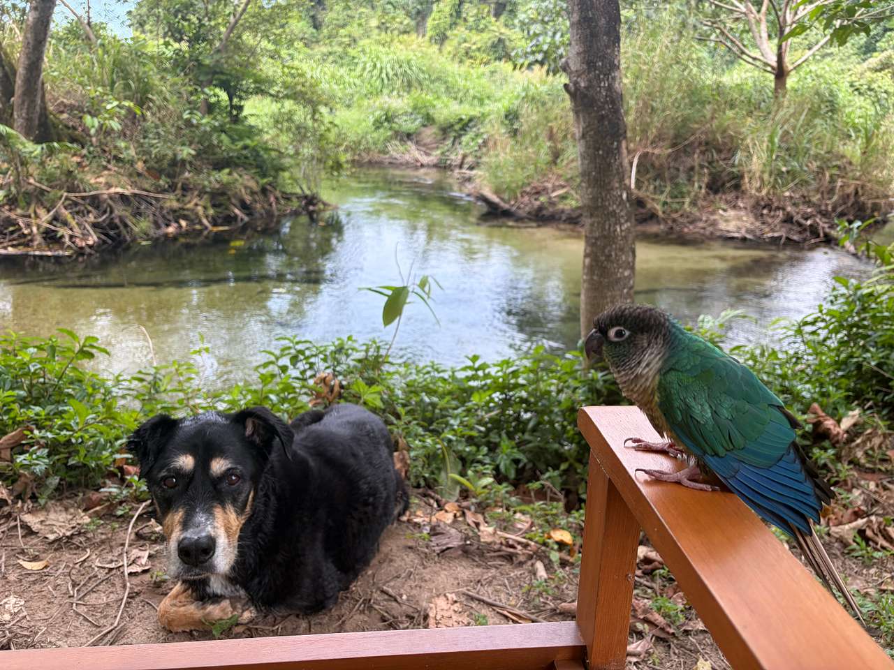 They are pet friendly, I was able to bring my dog and bird