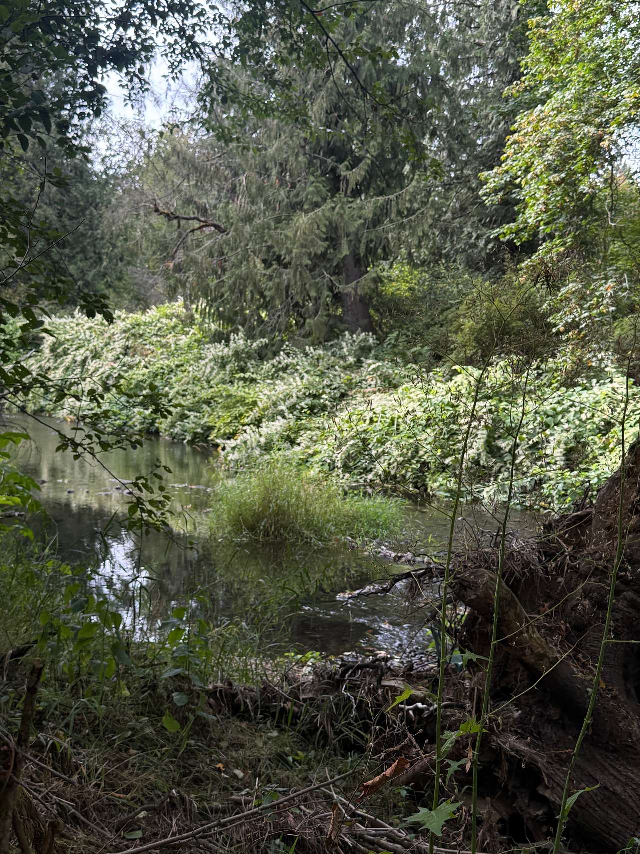 Isla Springs