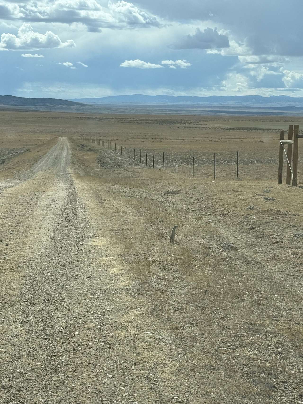 Prairie dogs en route