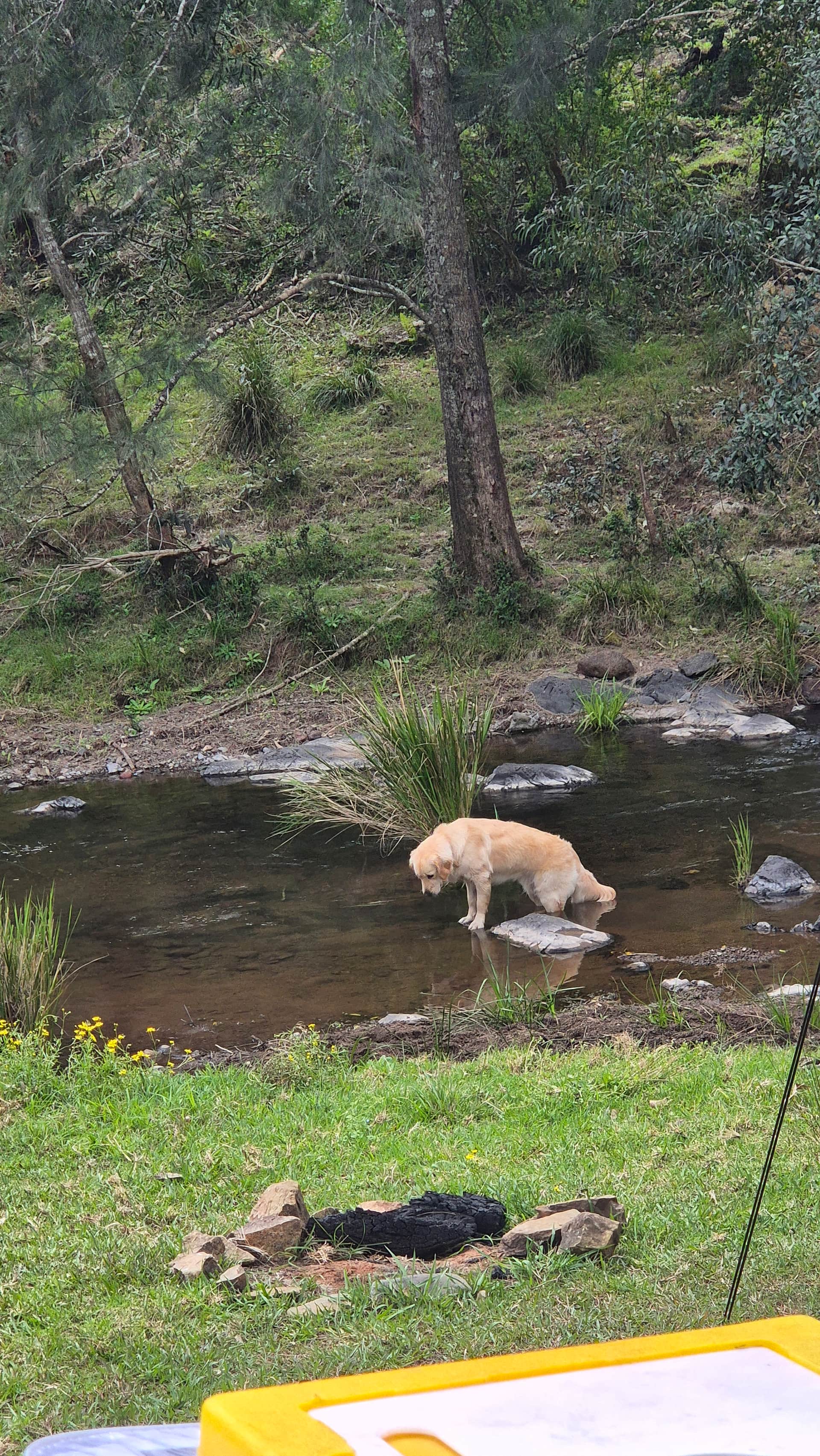 Wongabindi