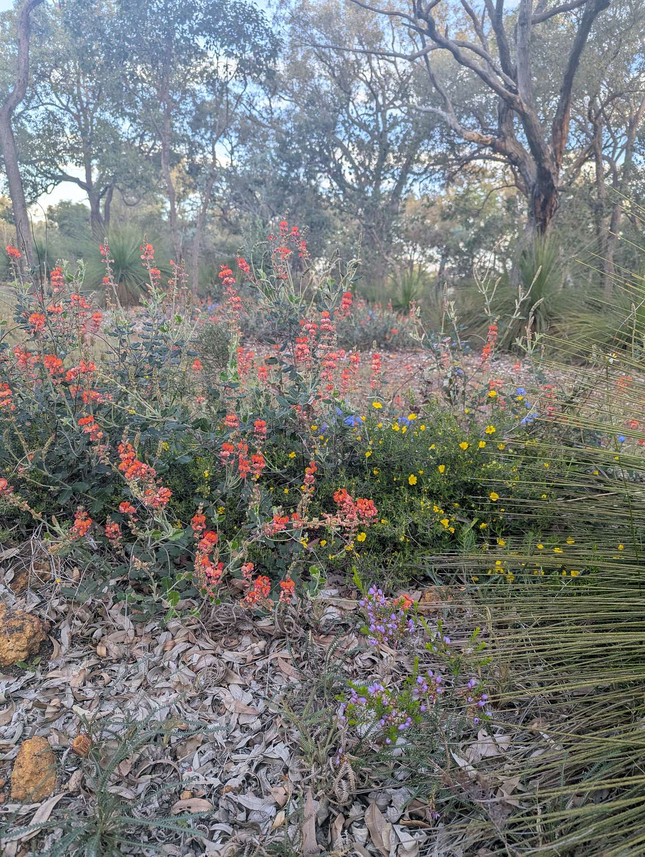 Wildflowers on the walking trail