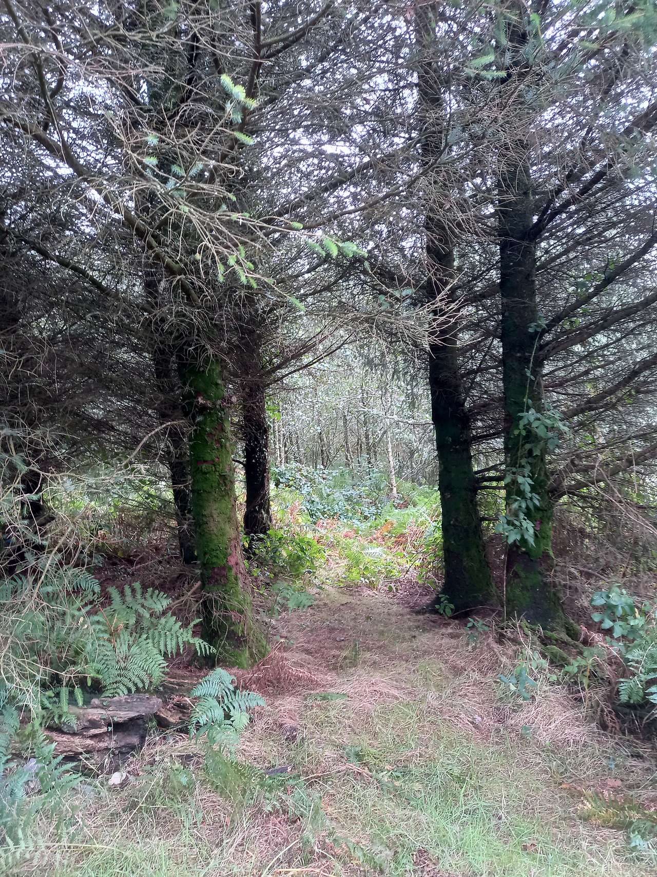 Four of Wands Wood (well, that's what I called it)