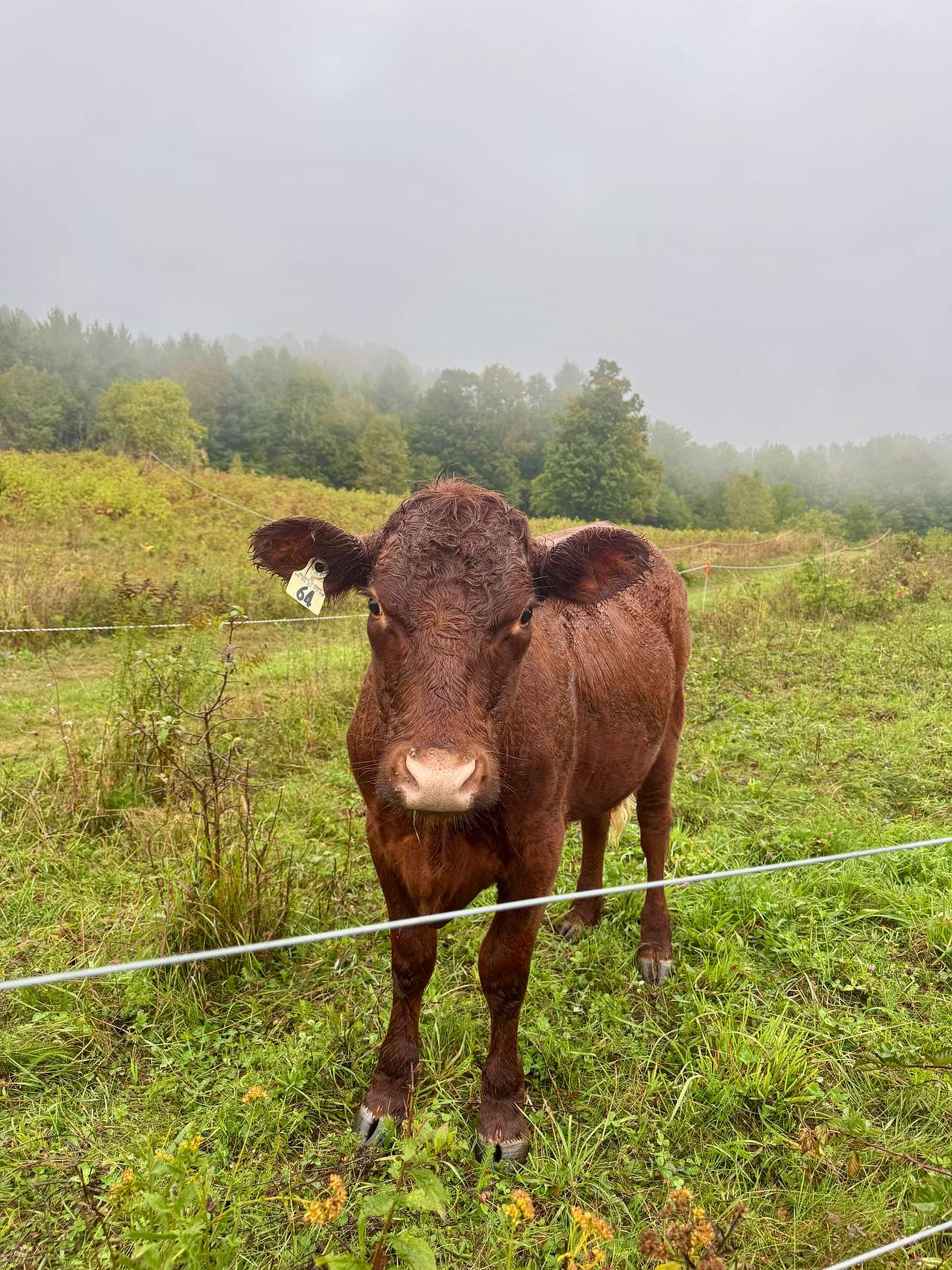 Free Verse Farm