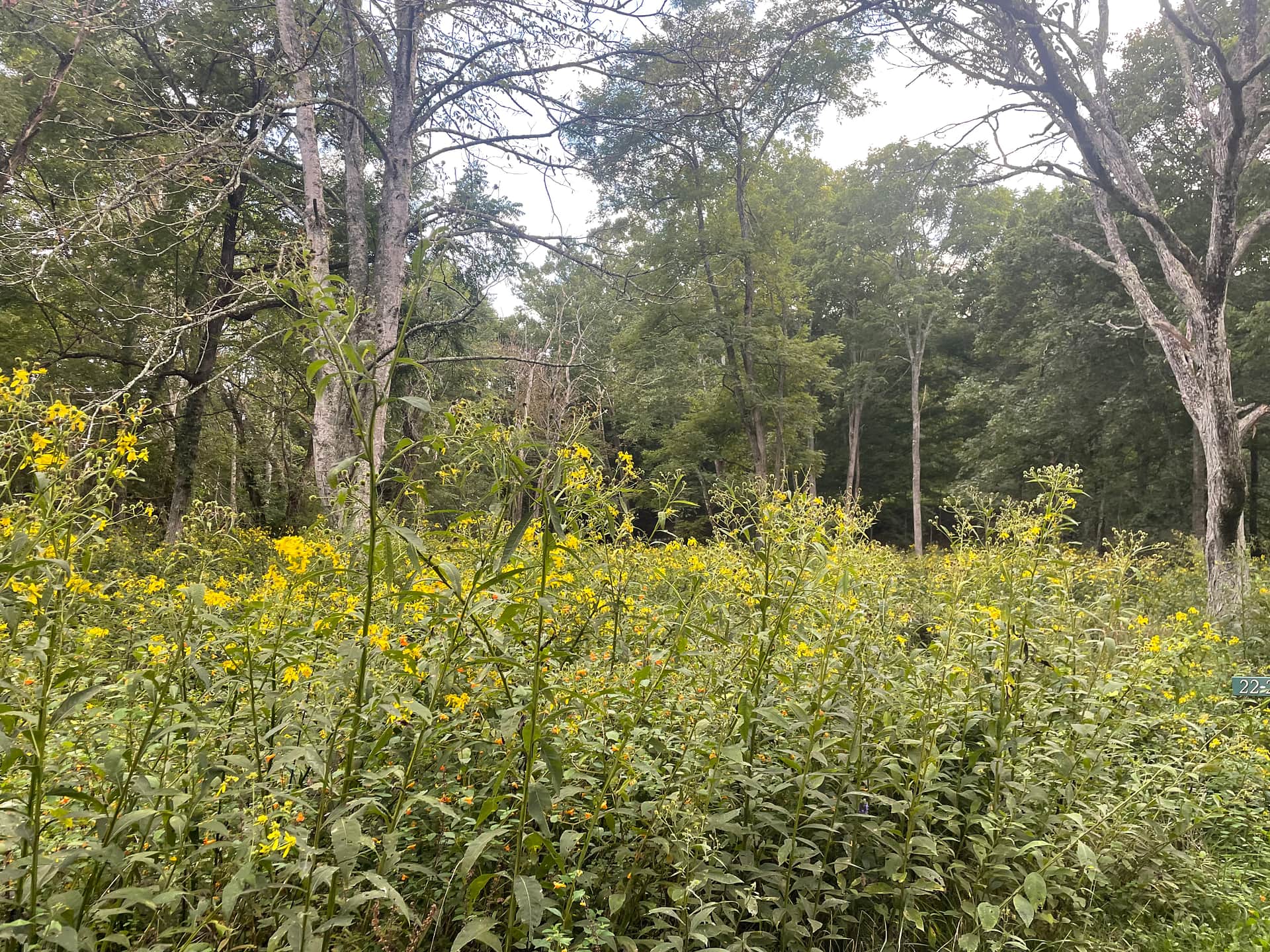 River Trail Hollow