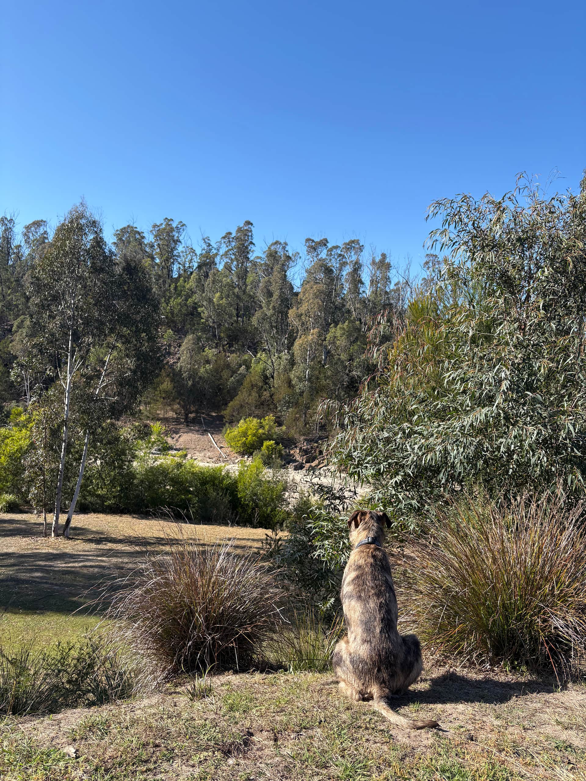 Nerrigundah Tuross River Camping