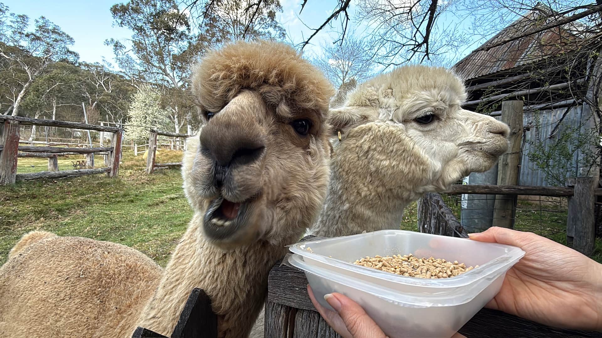 Megalong Valley Farm