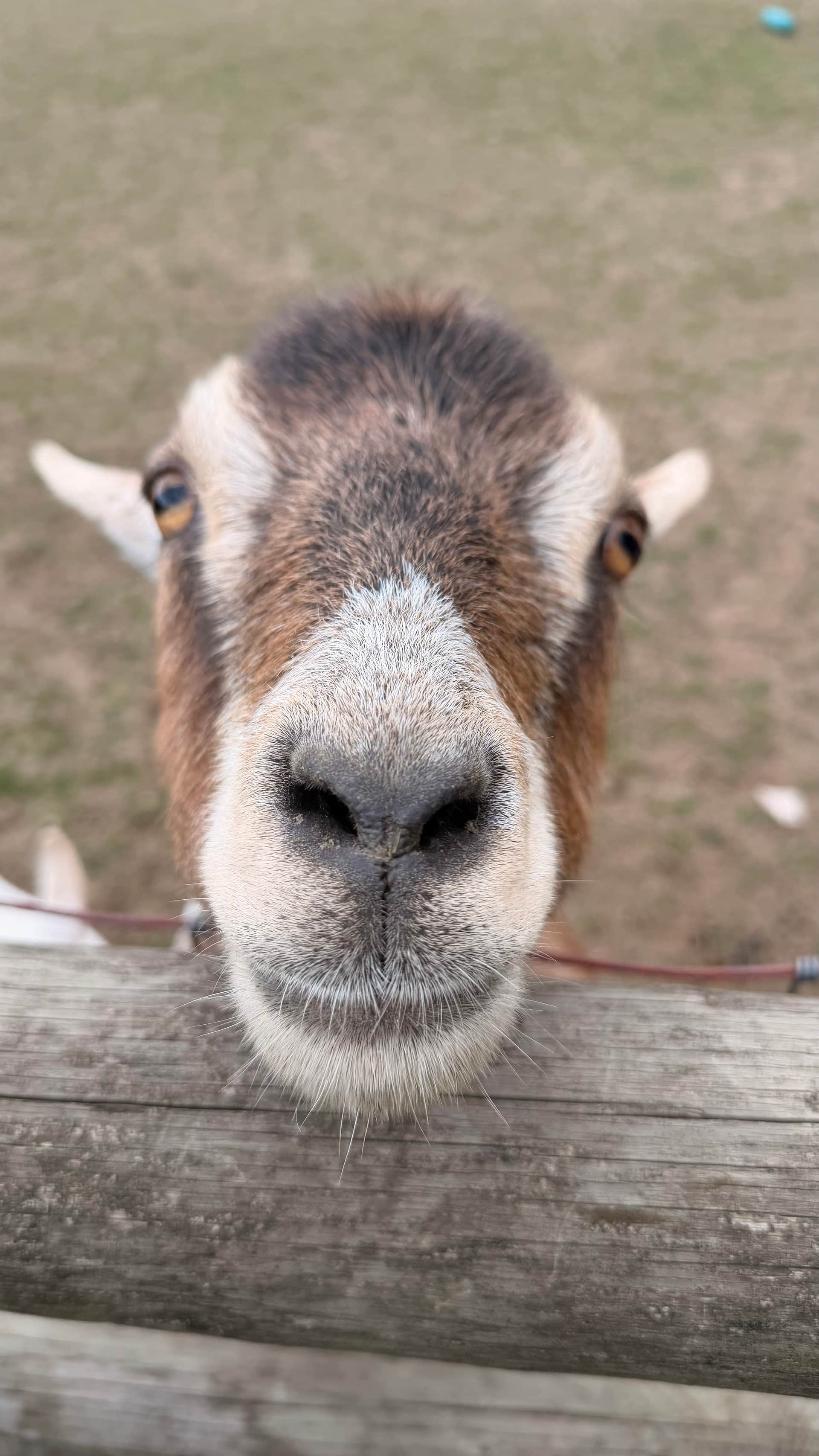 Resident goat. 