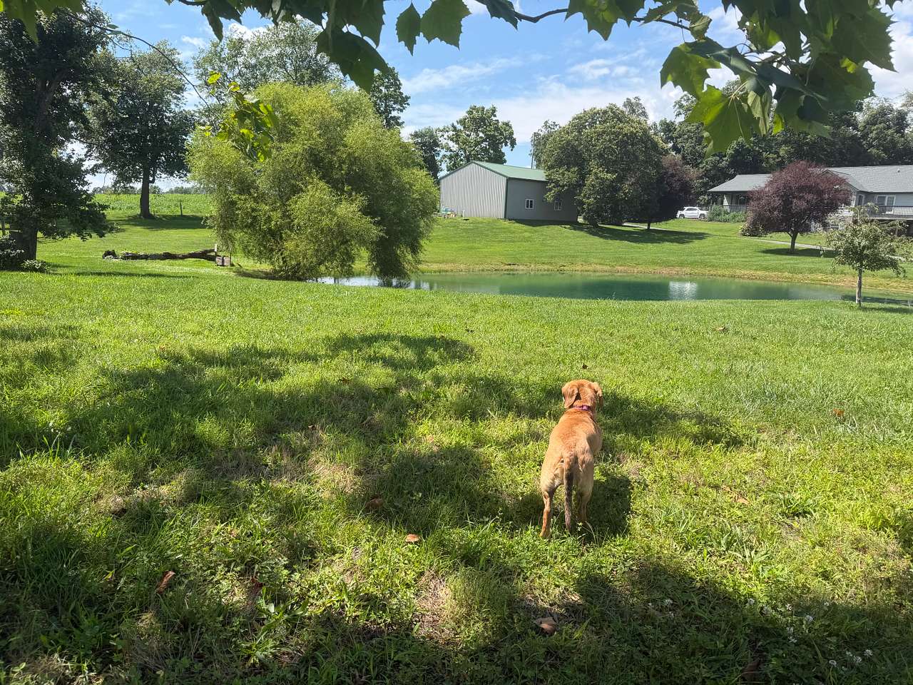 My chiweenie staring at the pond This is by the barn site. The peaceful and quiet.