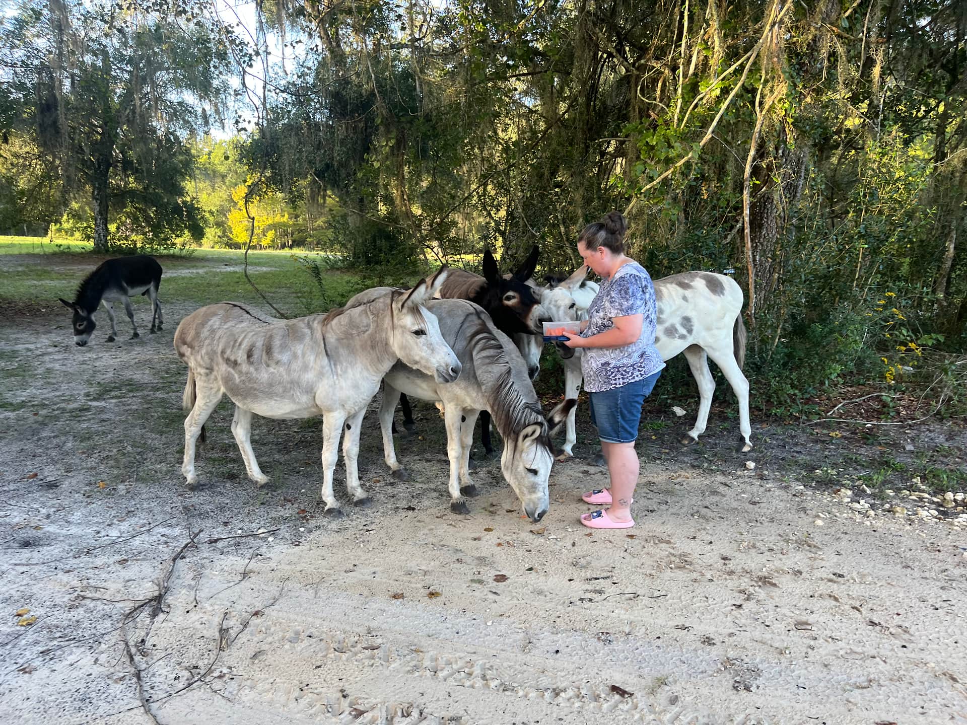 Feeding donkeys some carrots