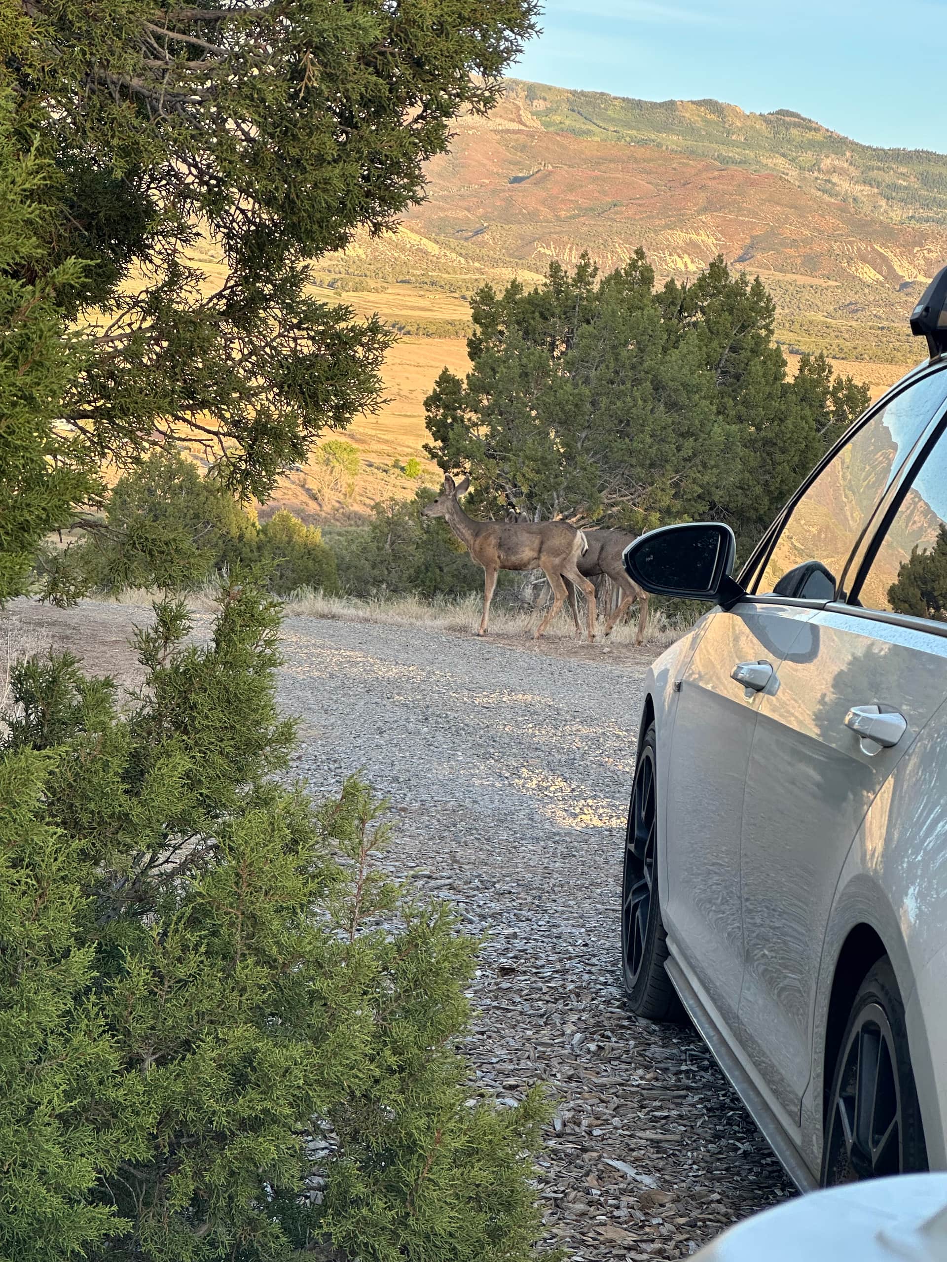 Saw a family of deer from the site