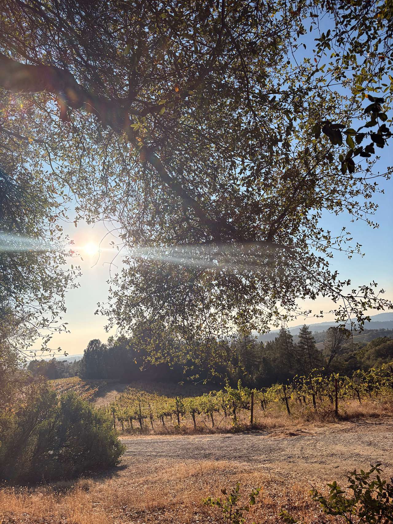 Camp 🏕 Gold Dust Vineyard