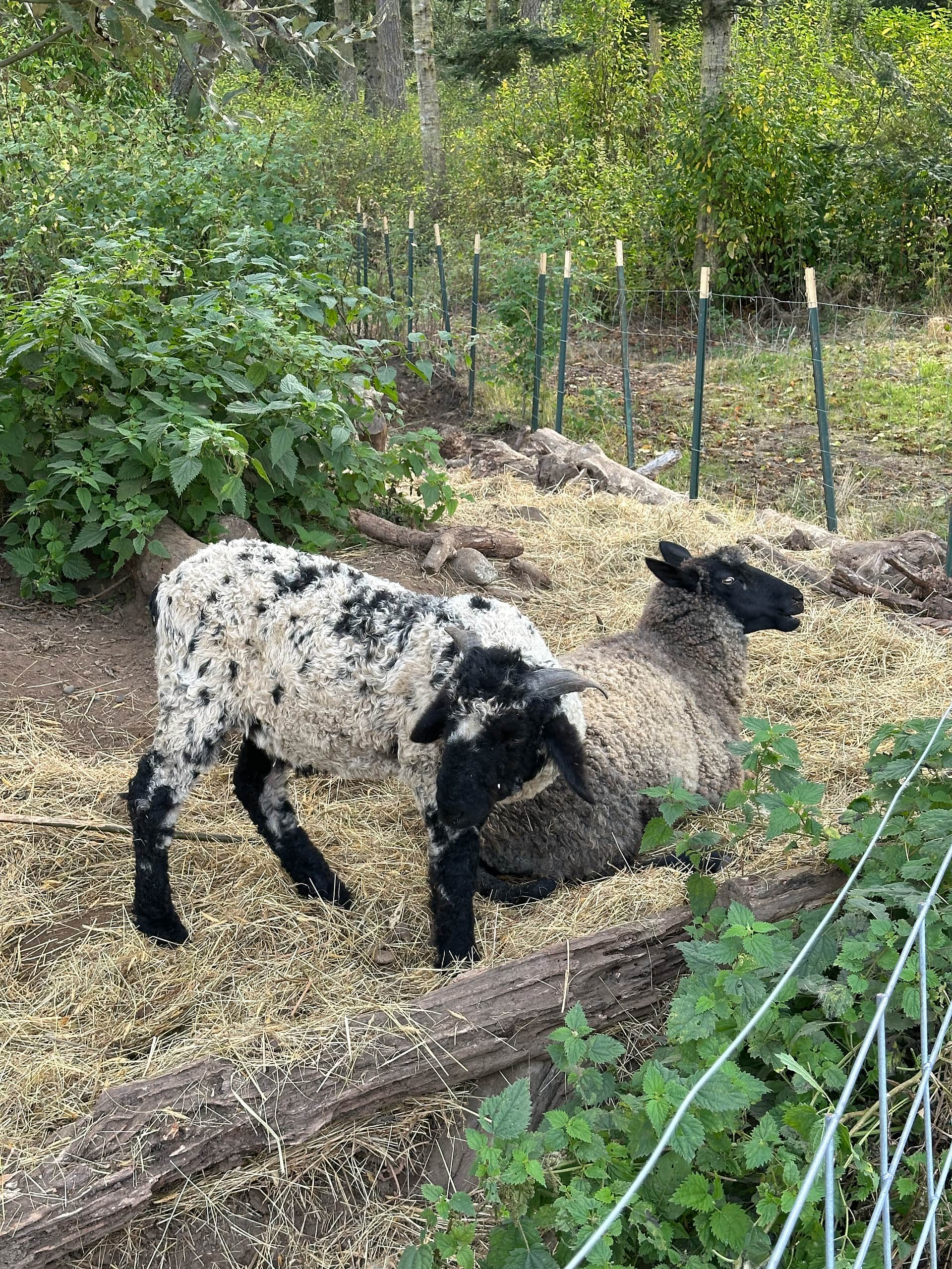 Whidbey Highland Farm