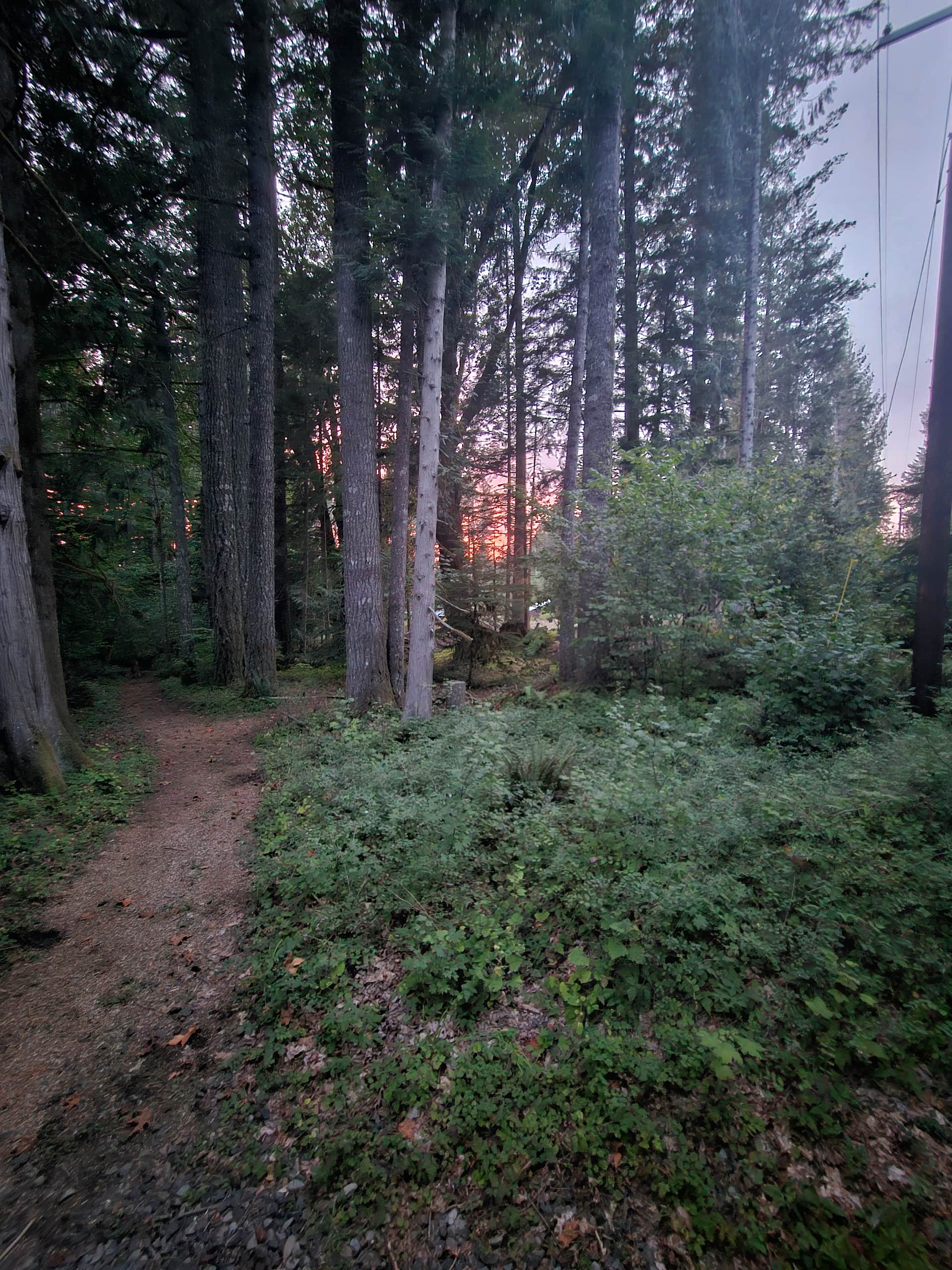Marmot House Old Growth Forest
