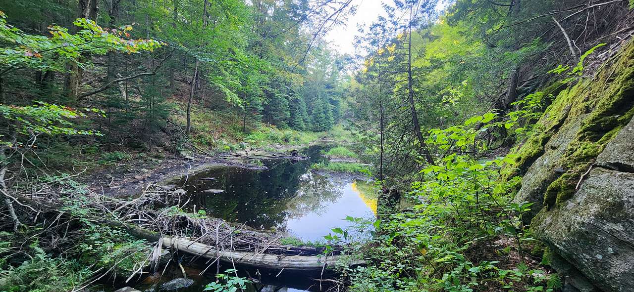 Creek behind property 