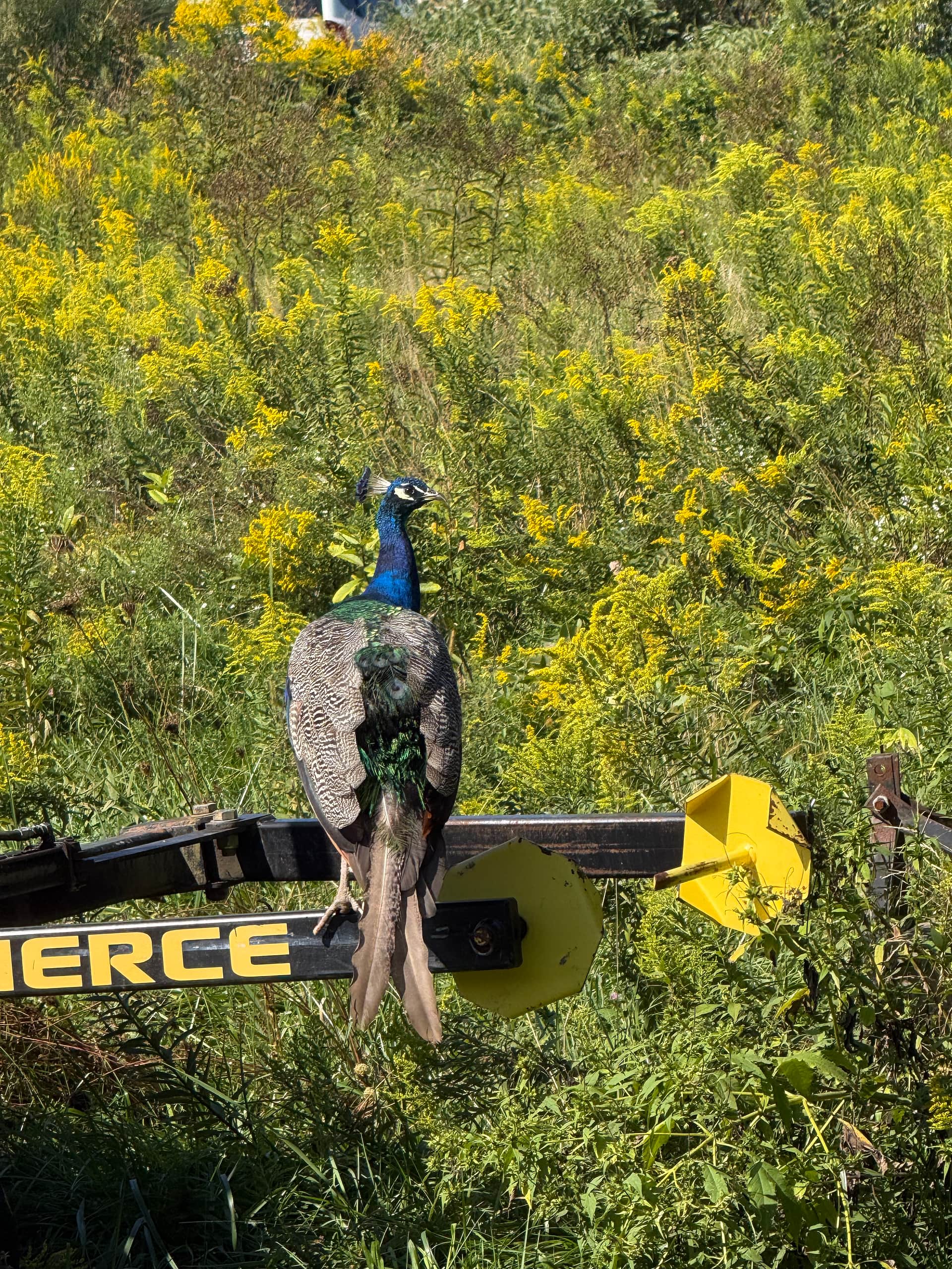 Peacock 