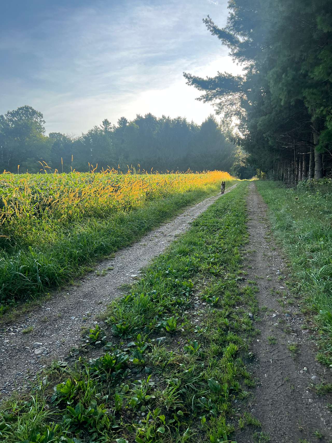 Boone Farm & Forest