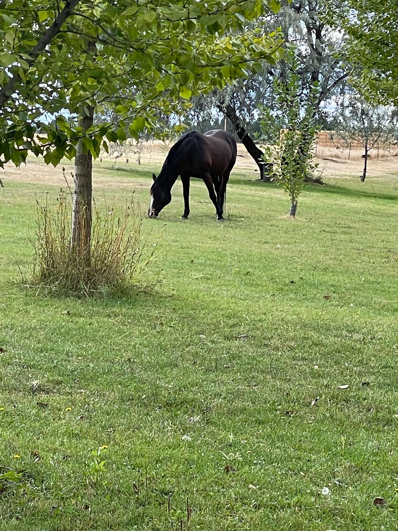Rachael's filly