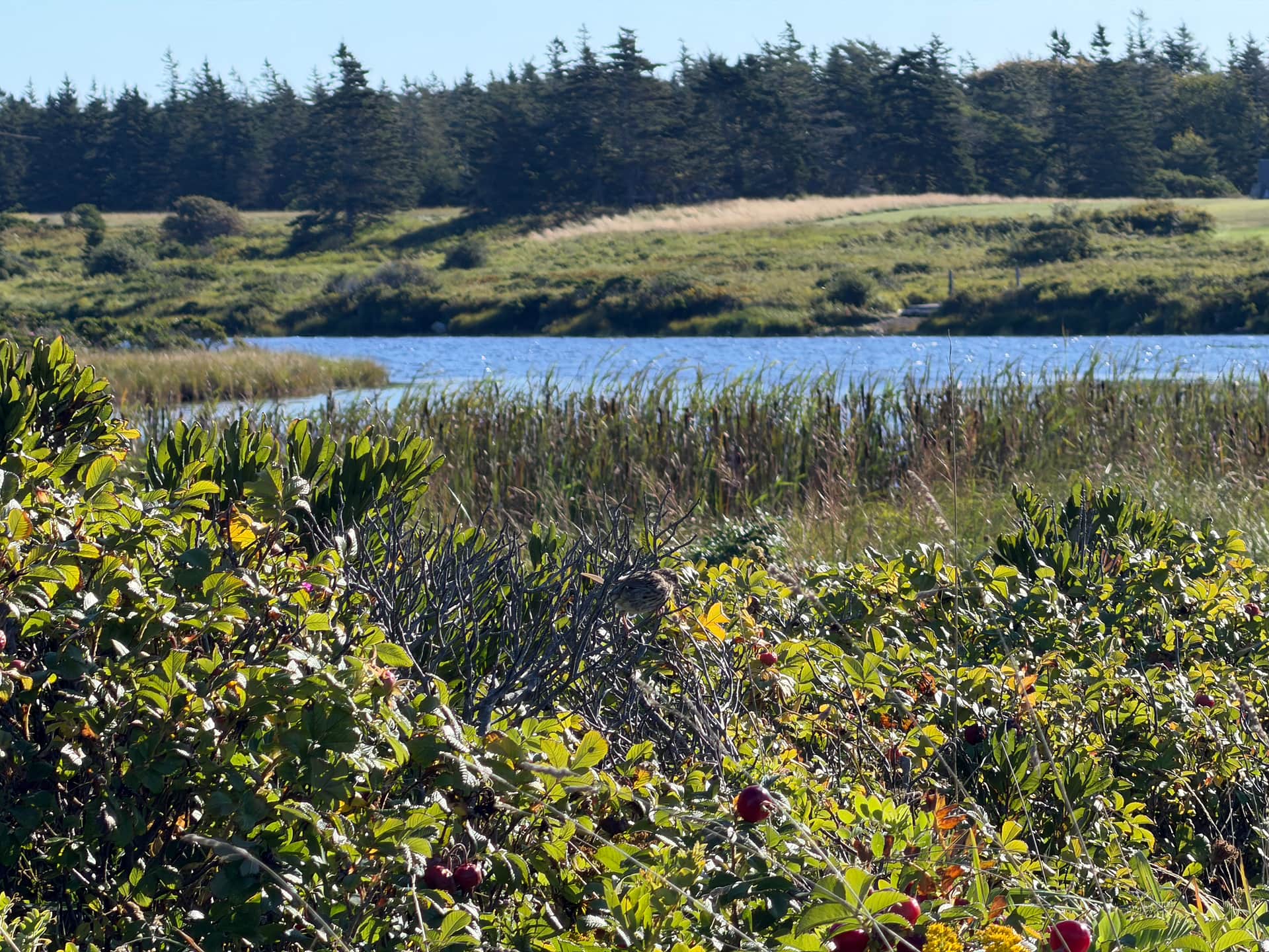 BeaverRiverBeach - Coastal Camping