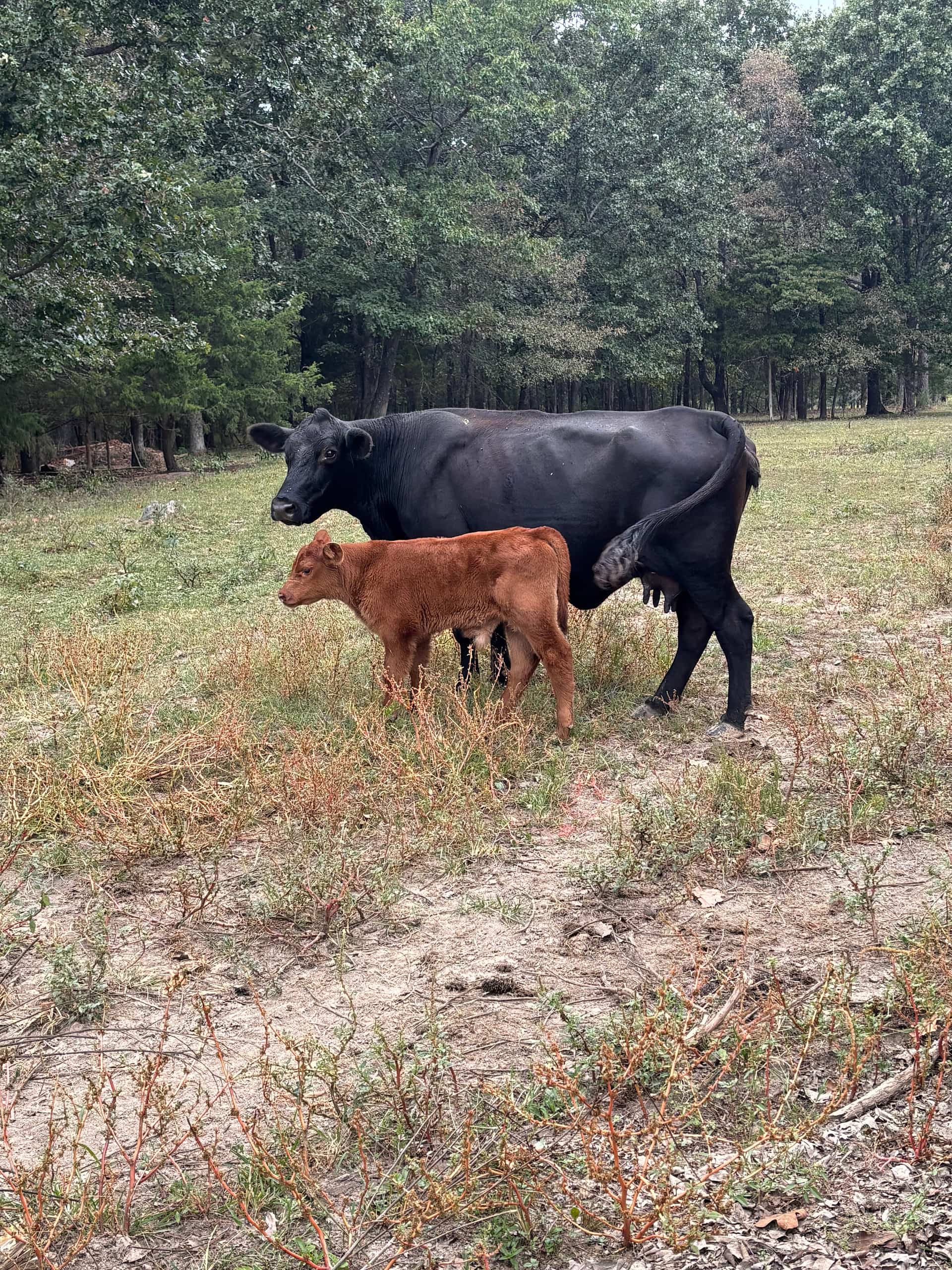 Beautiful farm animals