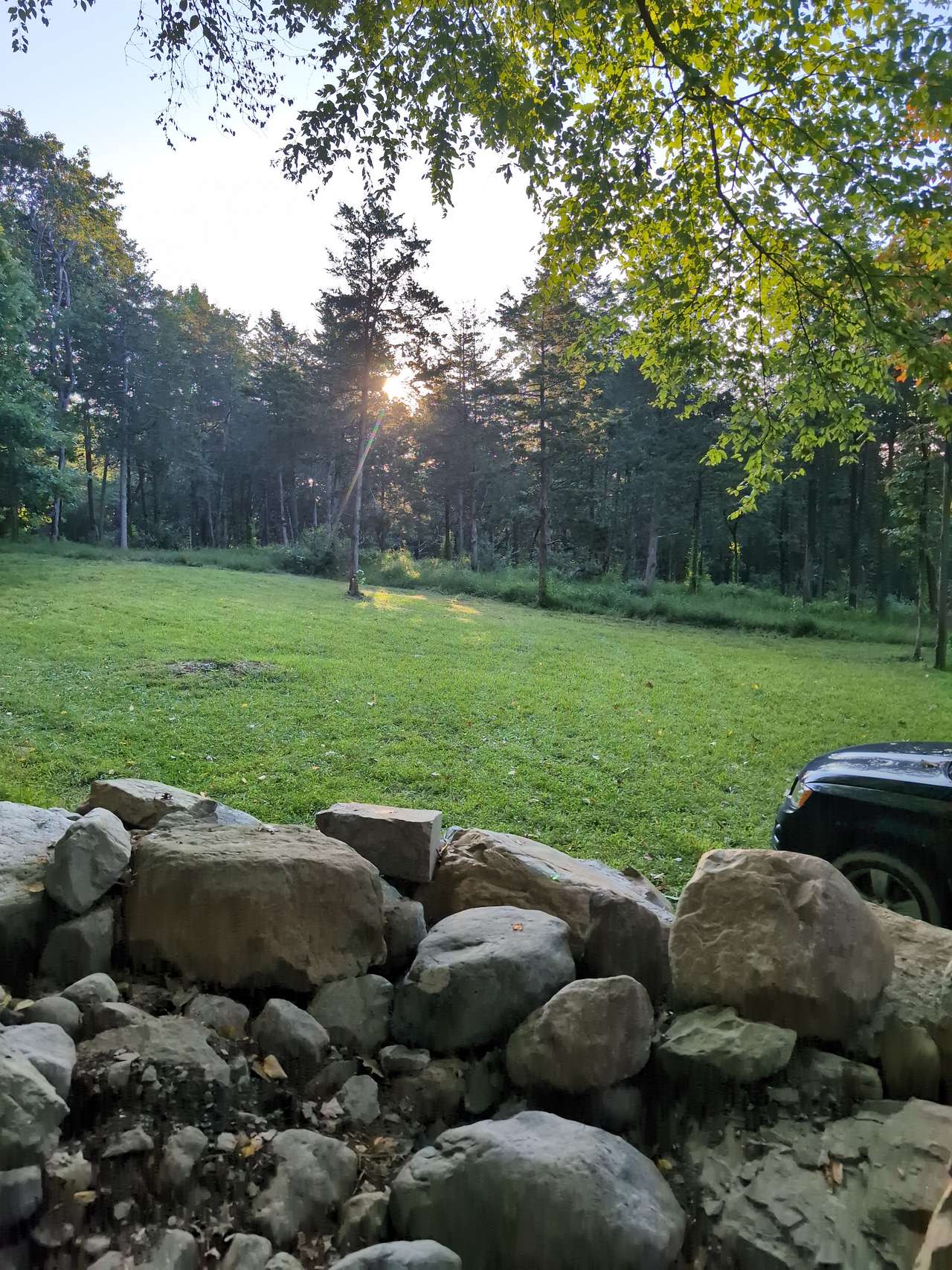 The meadow