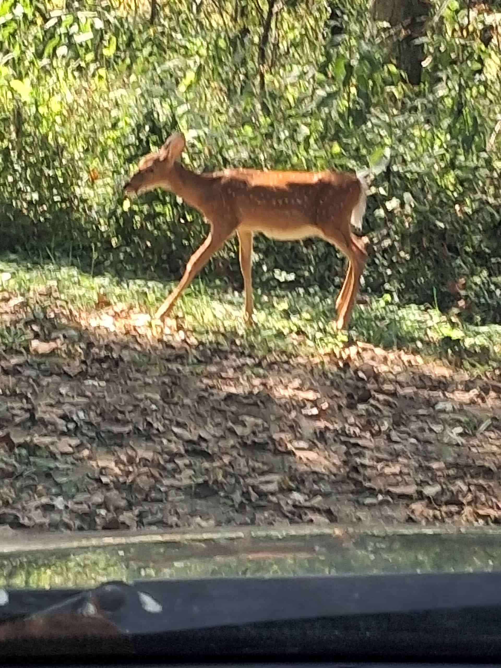This little guy walked real casual like right in front of me it made my day
