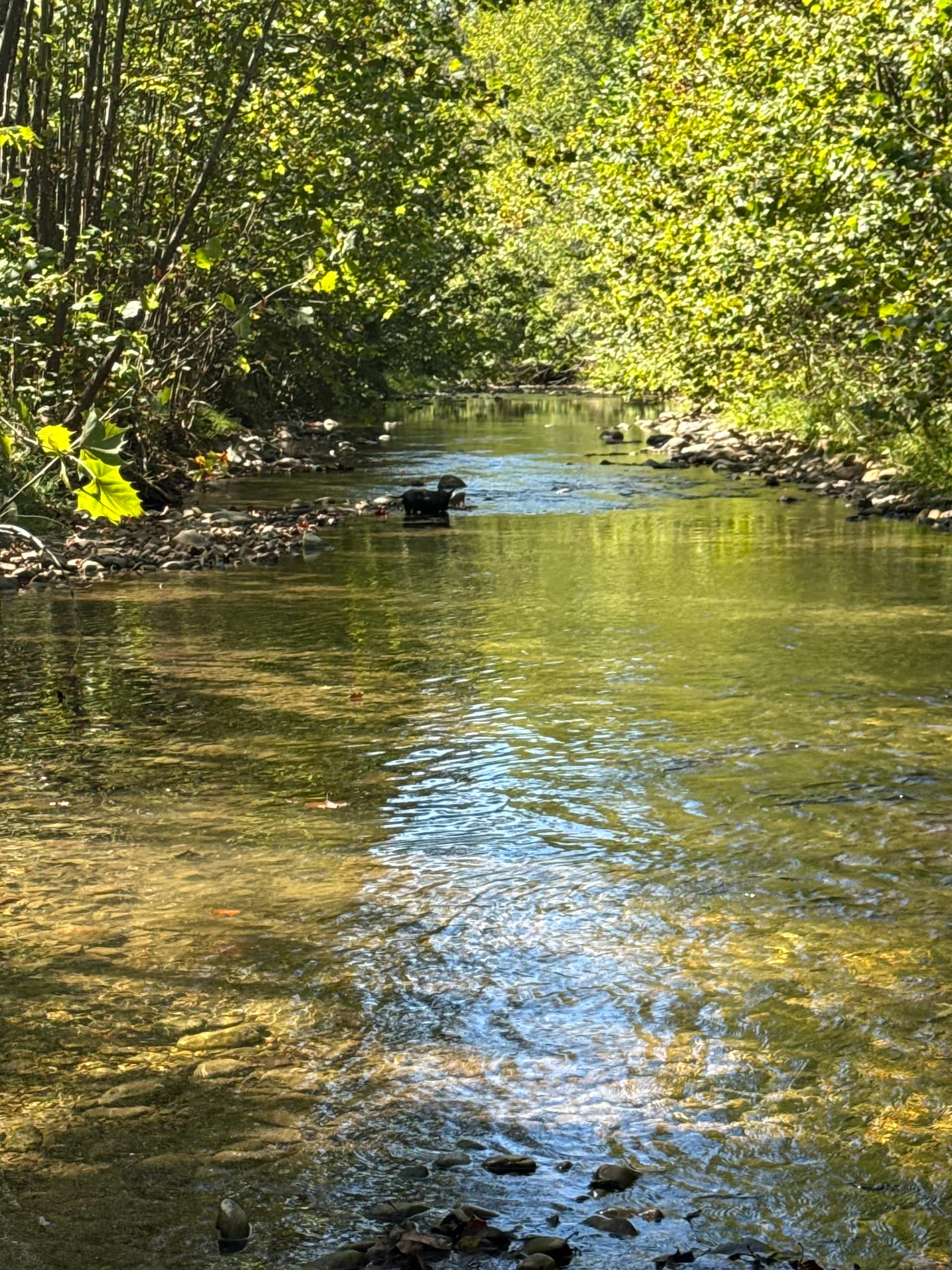 Playing in the creek! 