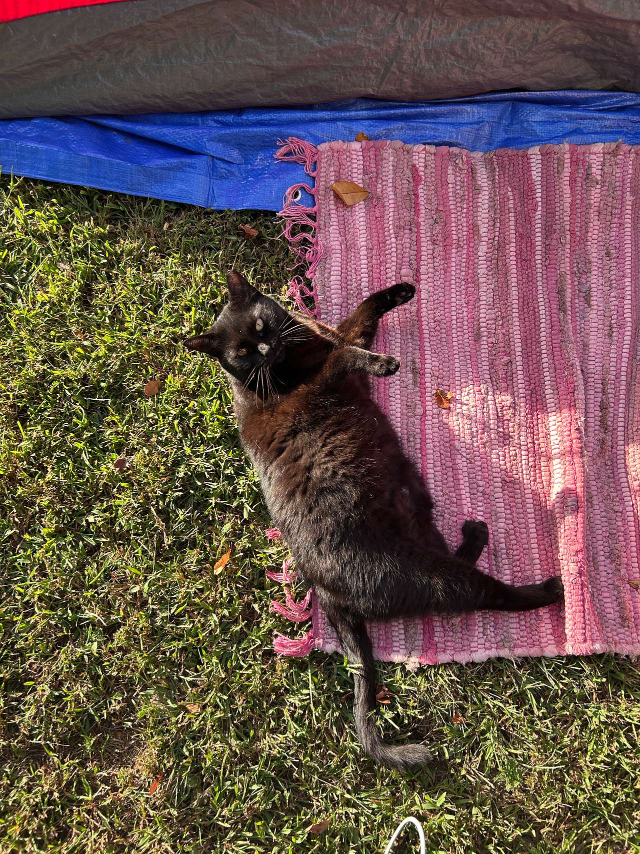 Felidae Farm