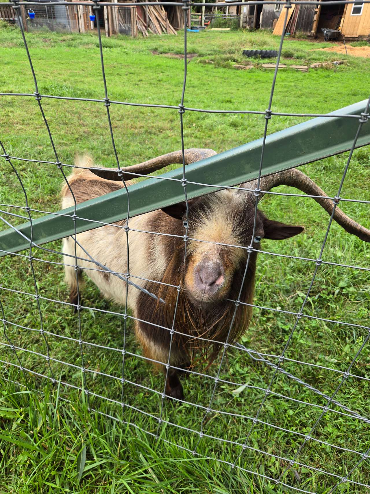 Windy Goat Acres