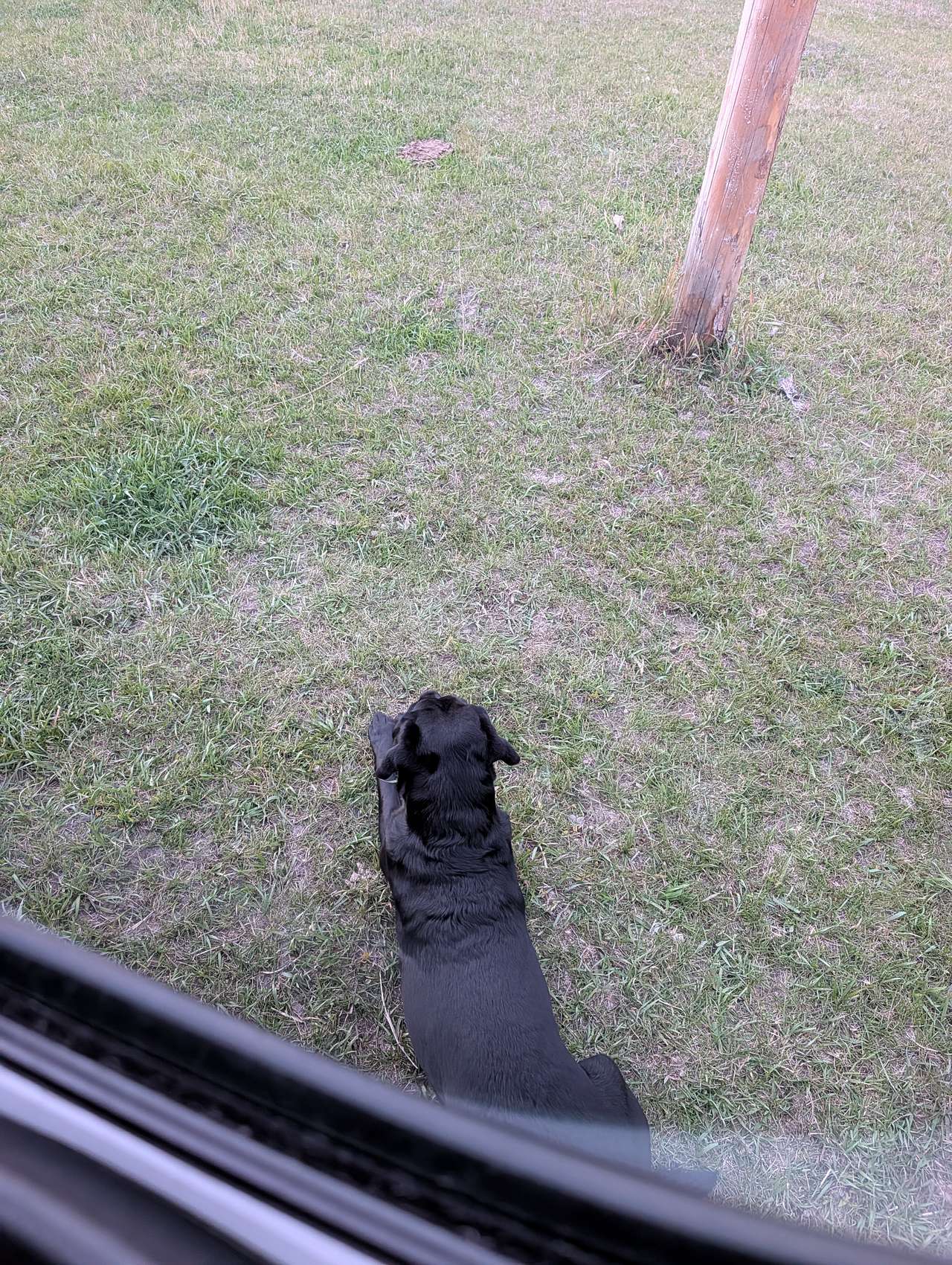 Goober keeping watch! 😍