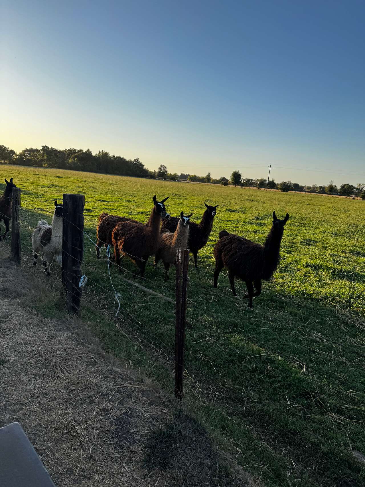 Beautiful llamas