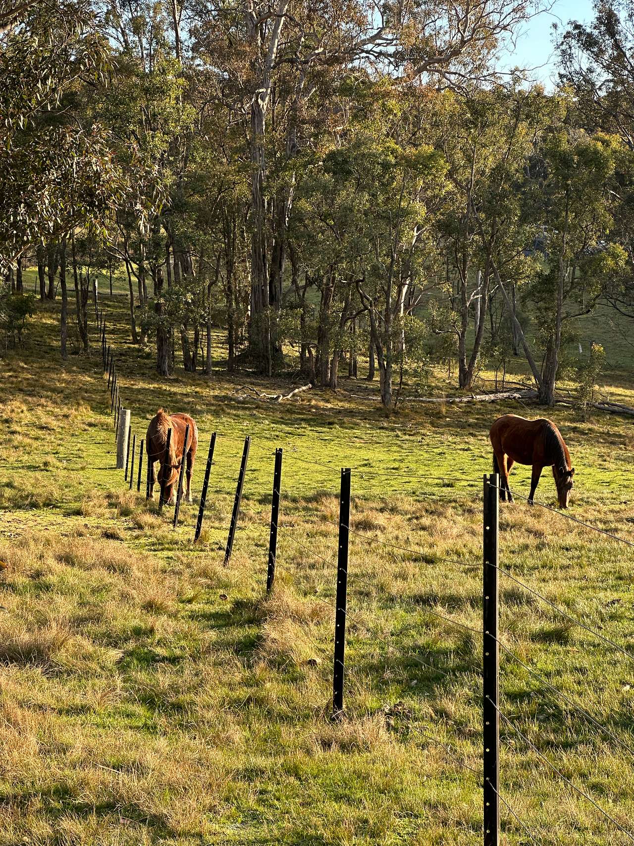 Megalong Valley Farm