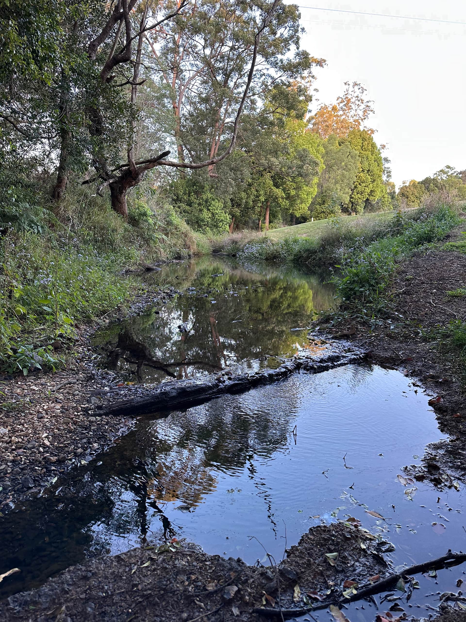 Platypus bend 