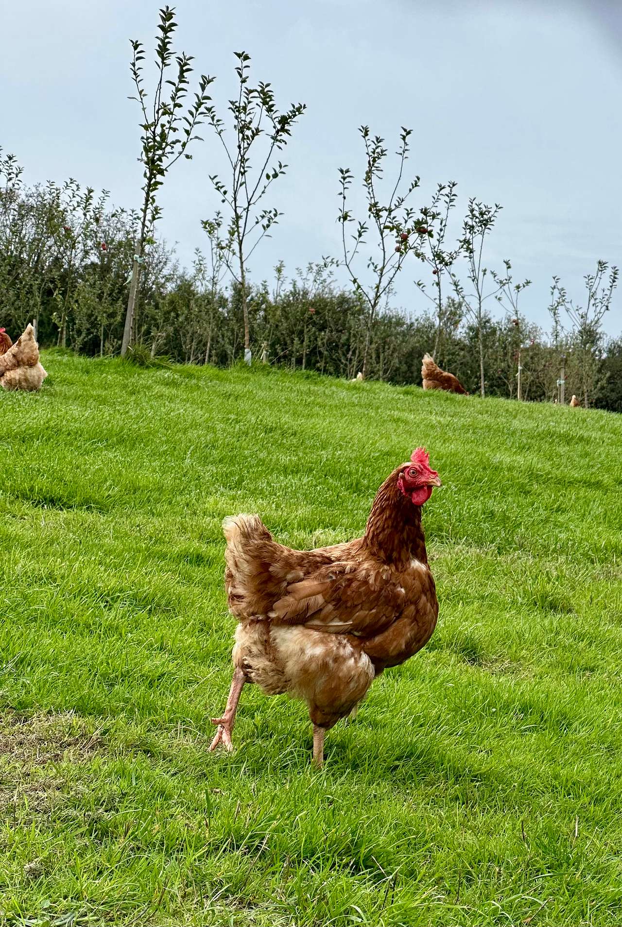 Caffyns Farm Camping