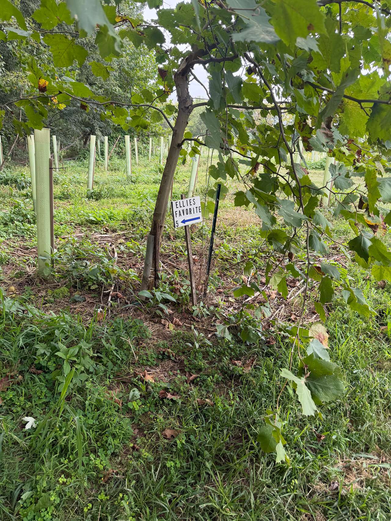 Riverside Farm by the Monocacy