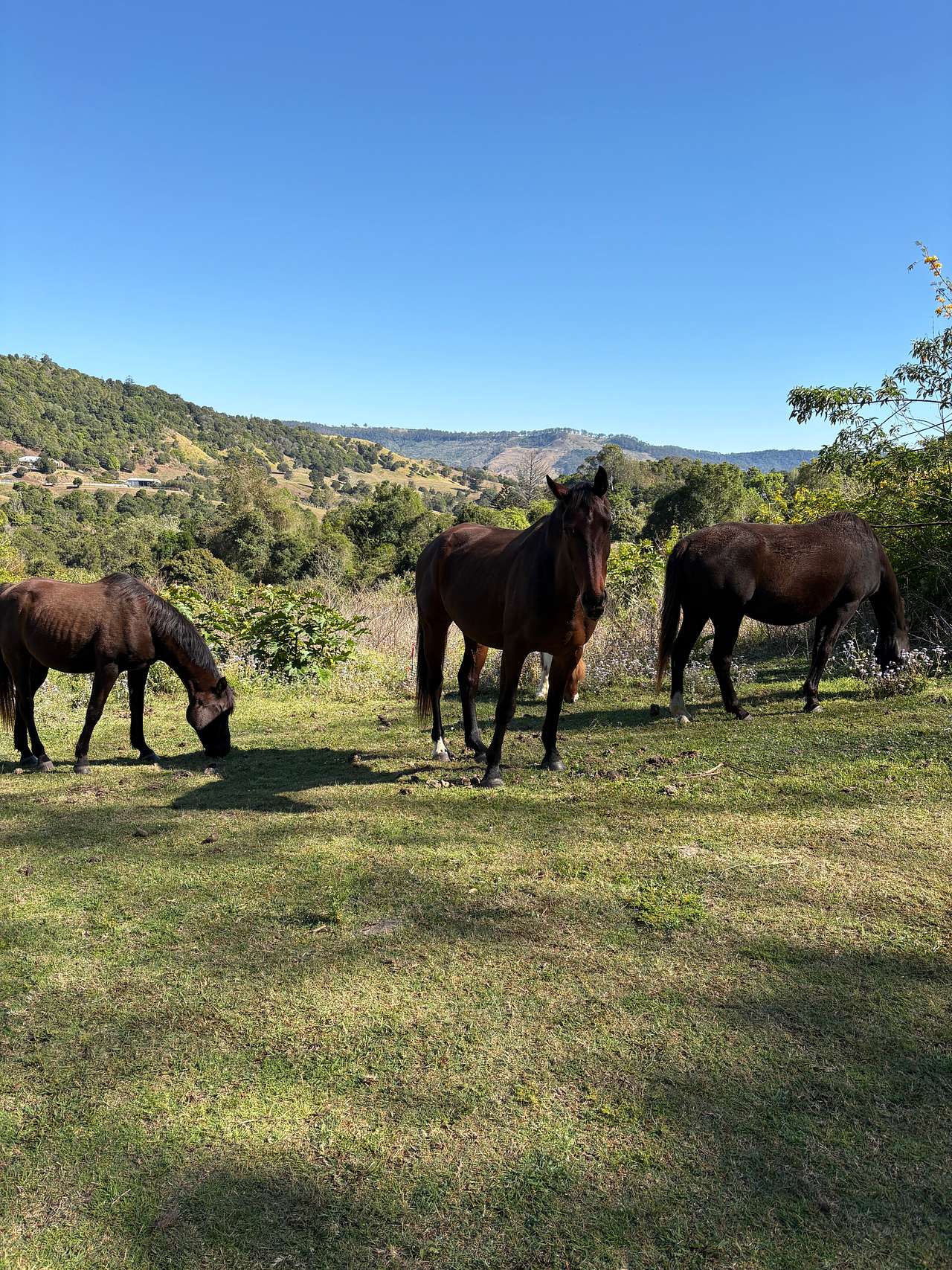 The Bush Clinic, Hinterland Retreat
