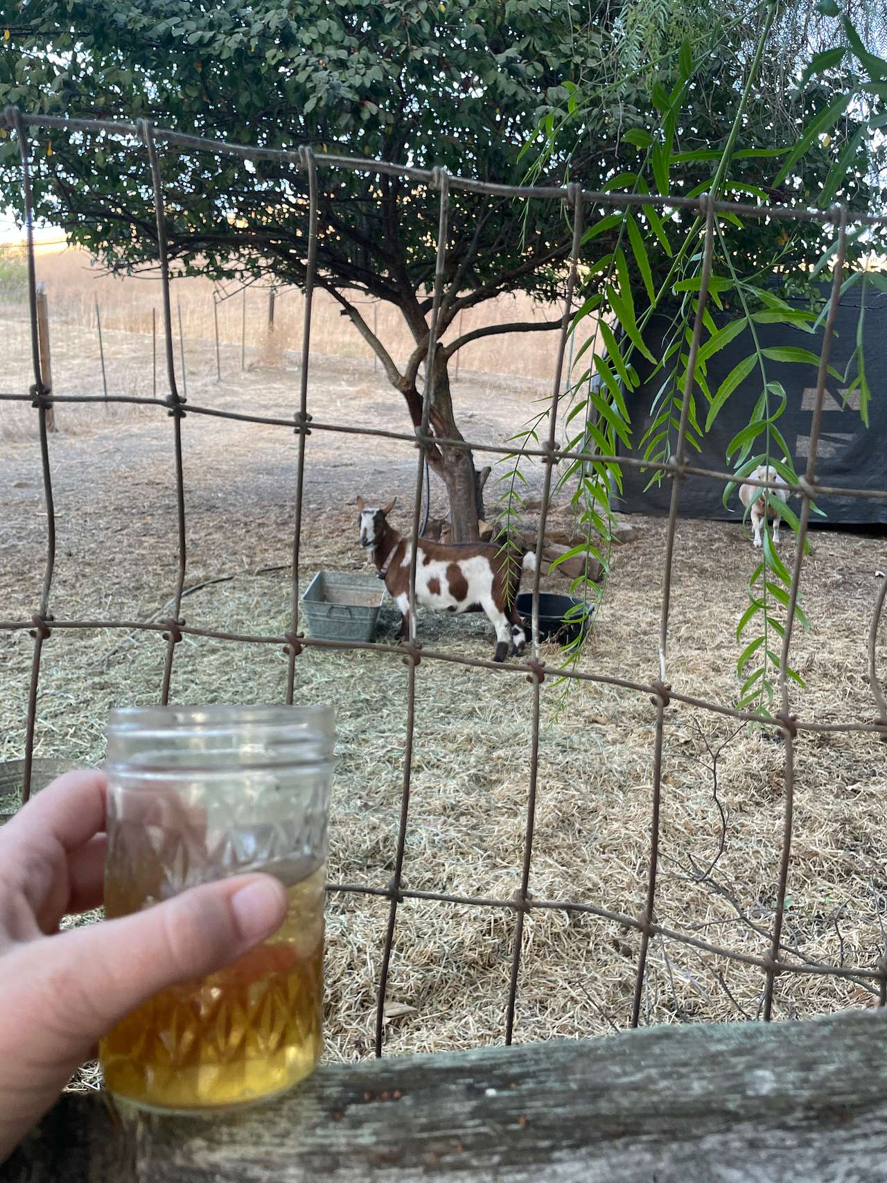 Freedog Farms @ Cactus Flower Ranch