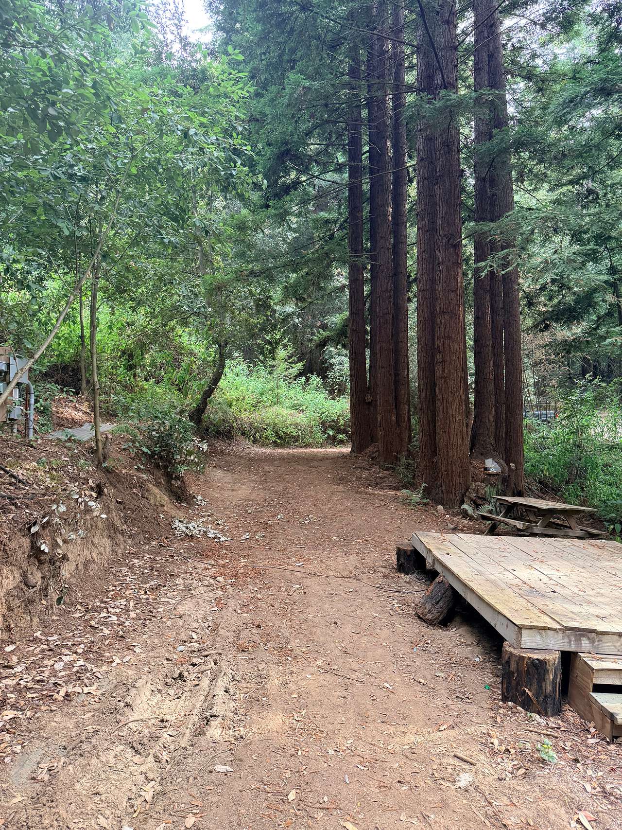 Redwood Paradise