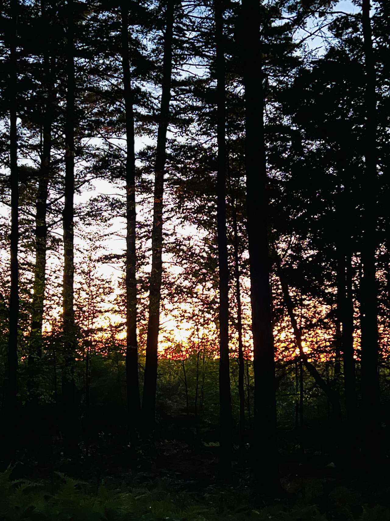 Hidden Pines