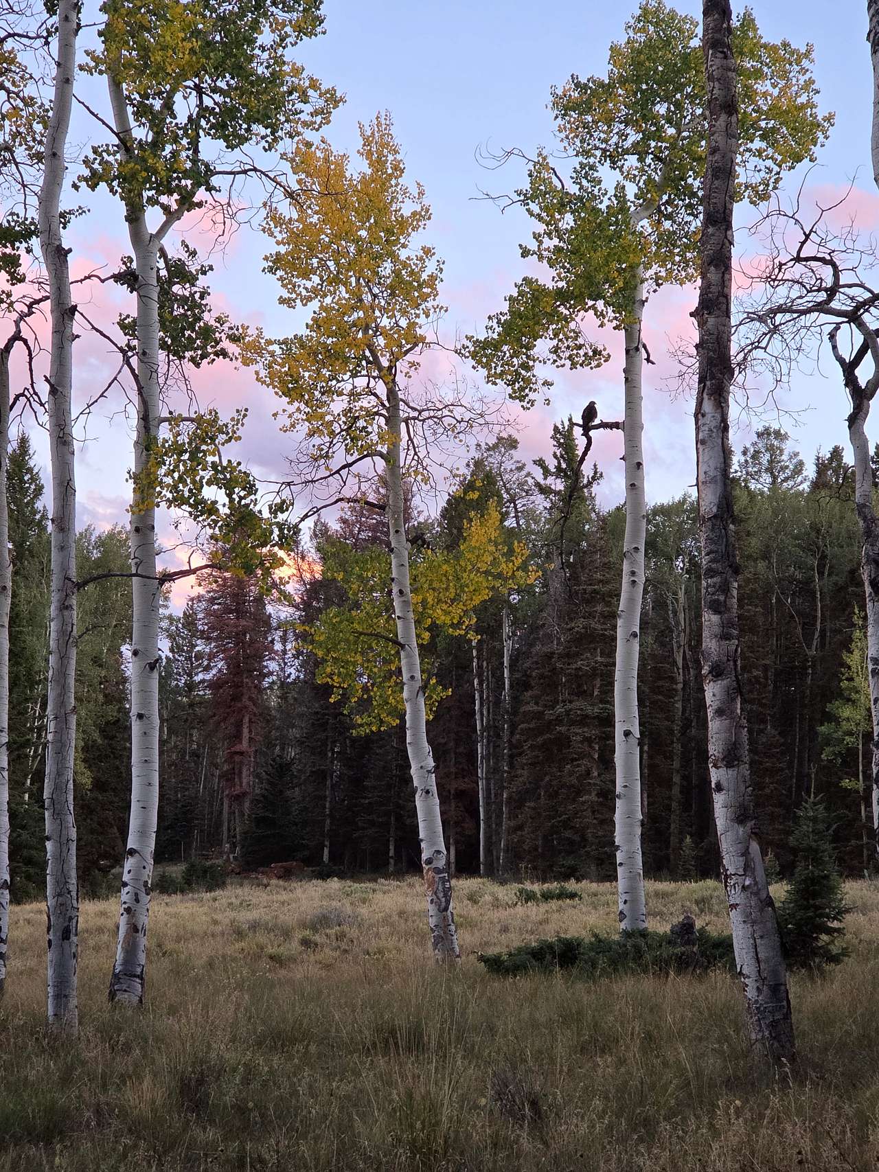 Hawk in meadow at Balsam Bliss; Sept 12, 2026, W. Entwisle