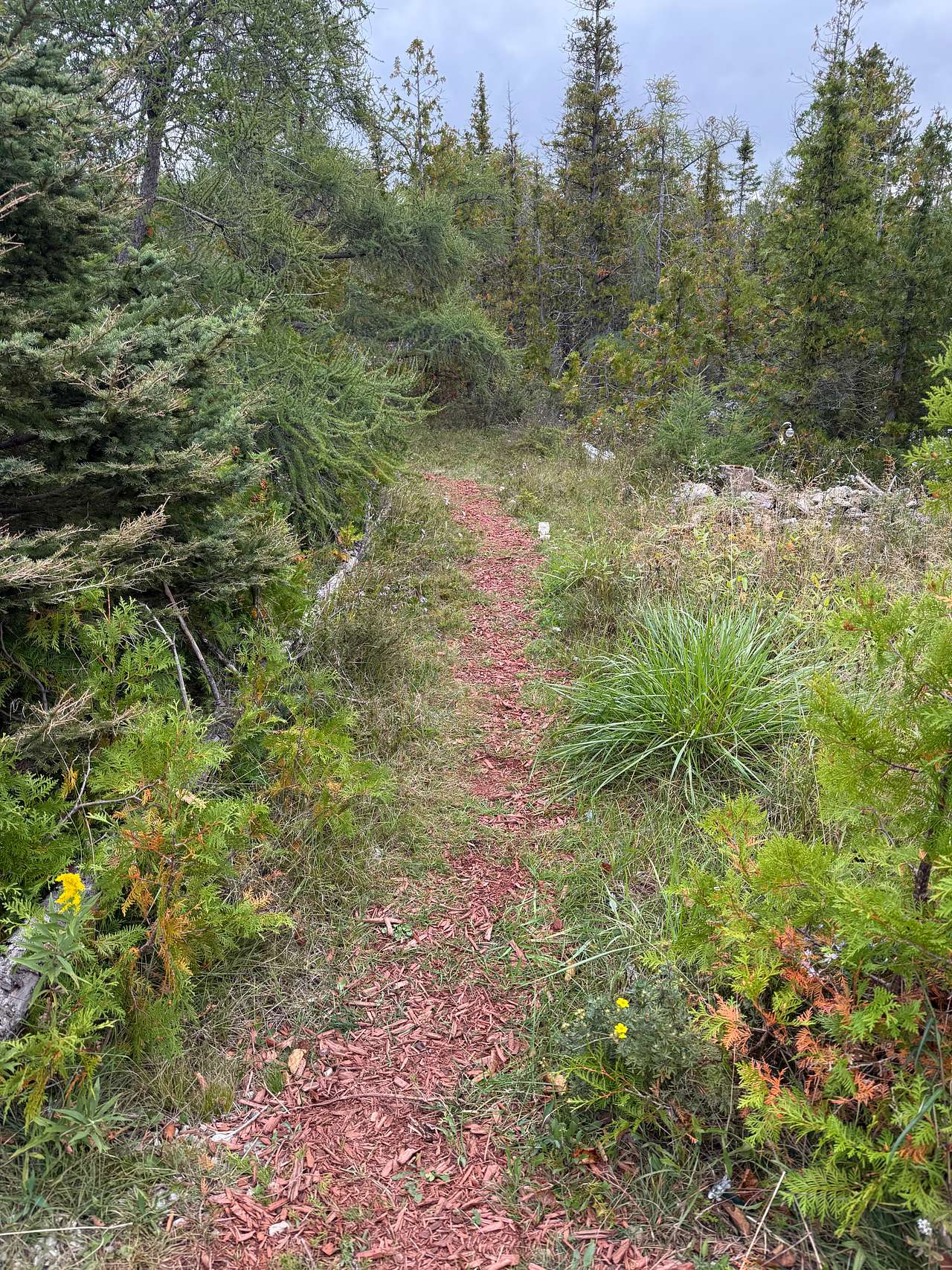 Little Pine Campsites