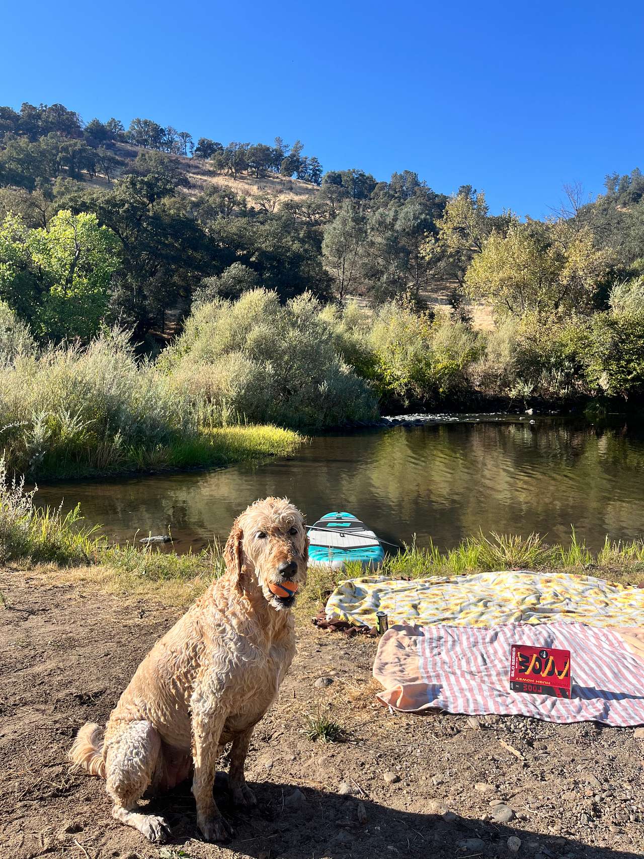 Doggie approved :)
