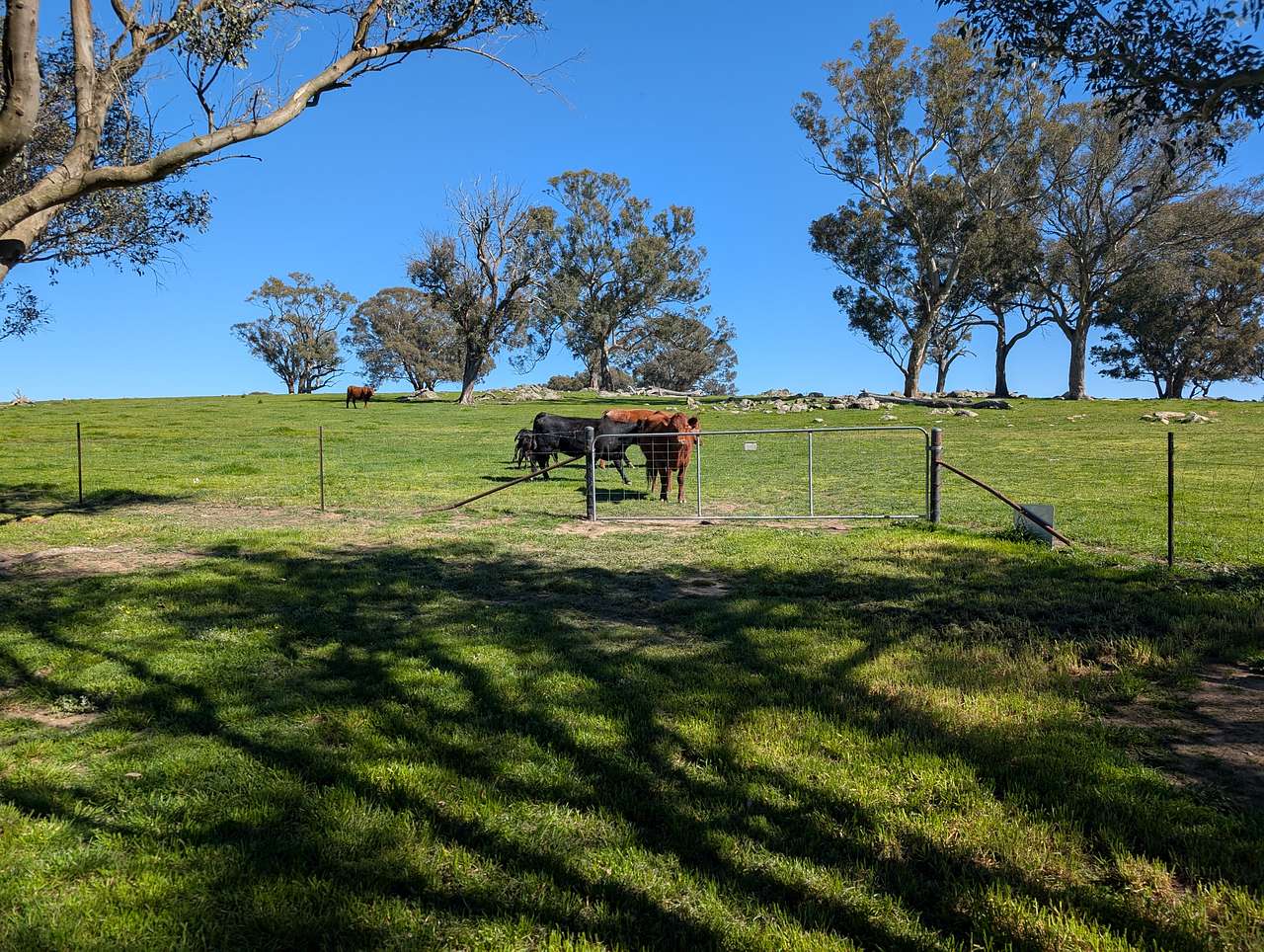 Even the cows wanted me to stay.