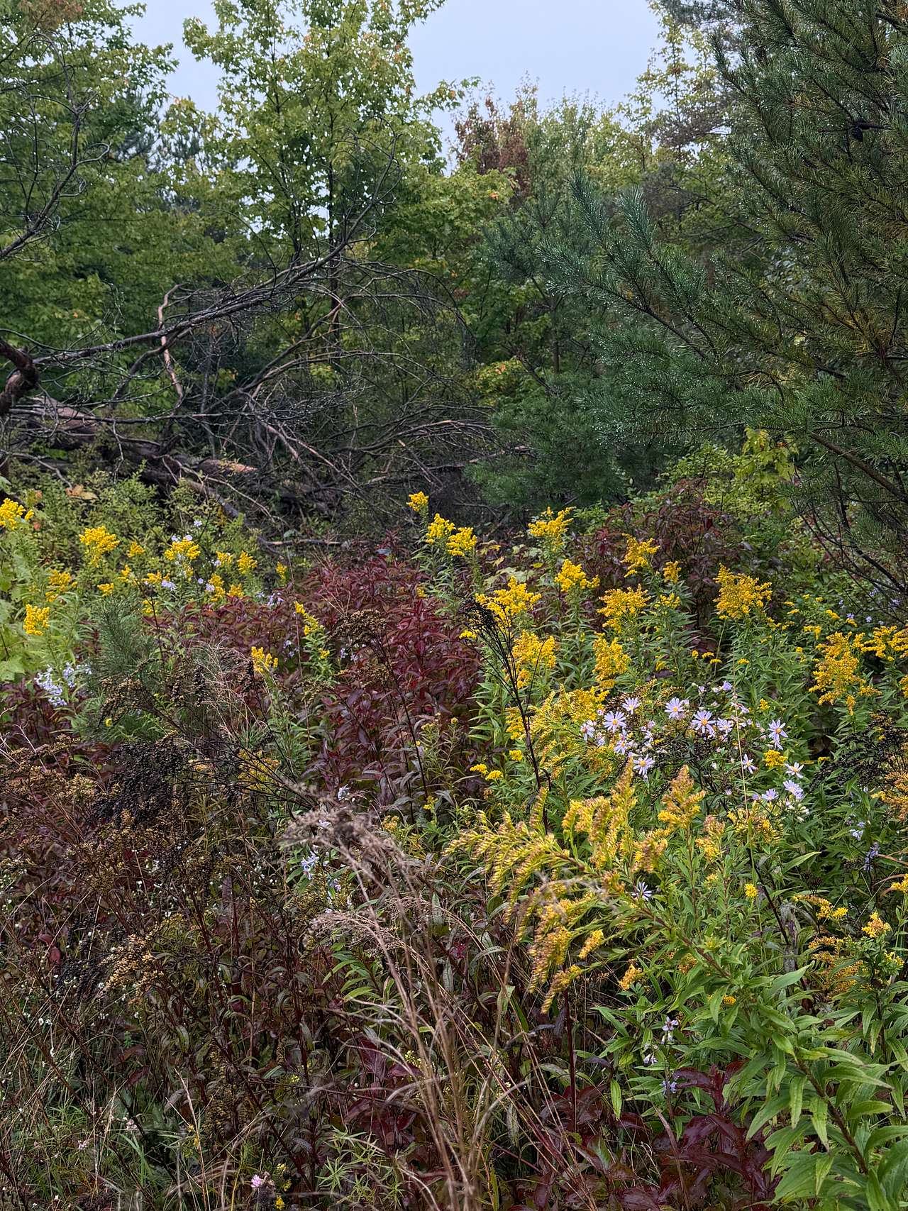 Greenbush Farm