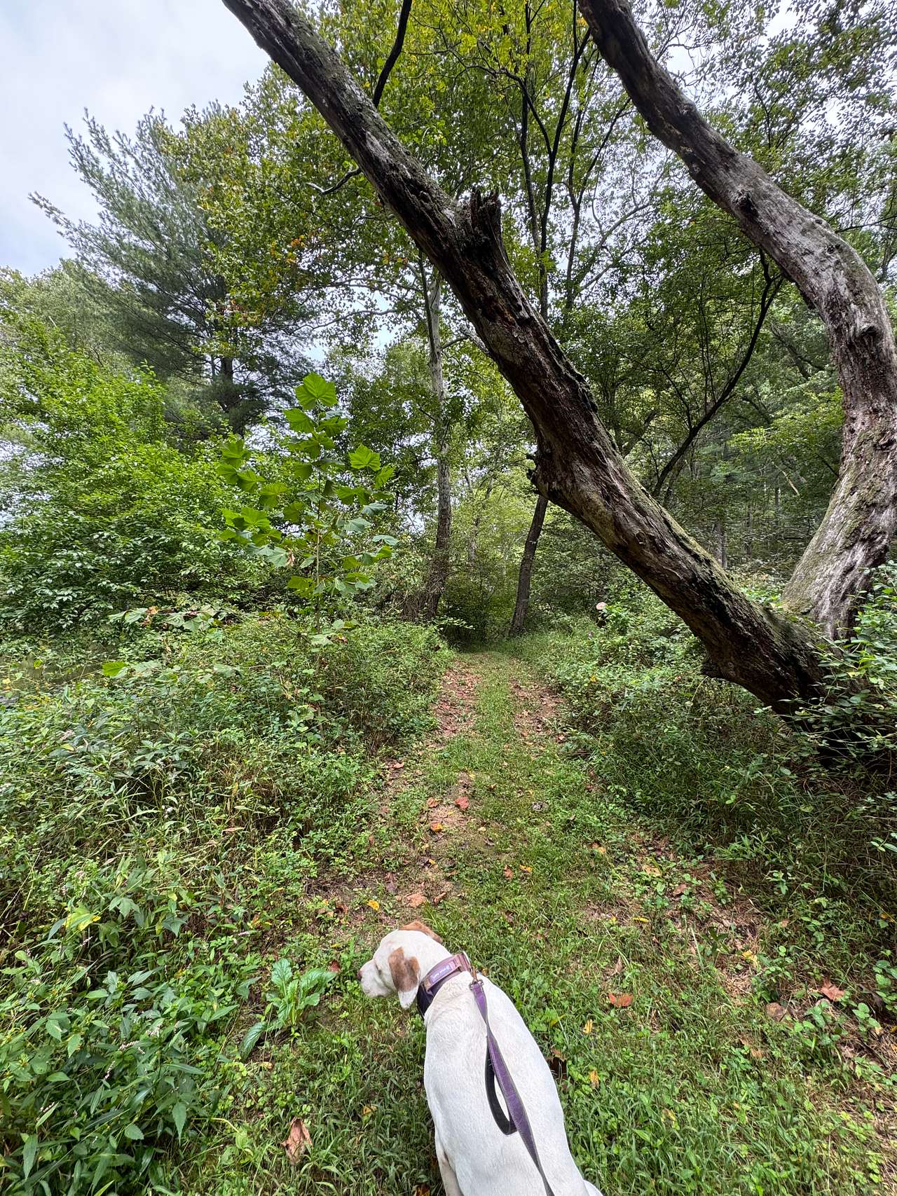 A little trail down to the water