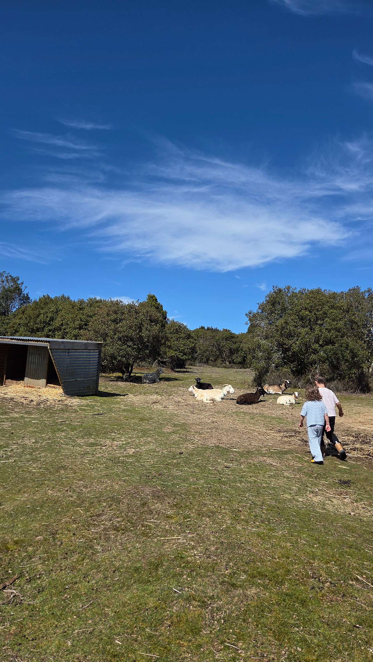 Waratah Alpaca and Pepperberry Farm