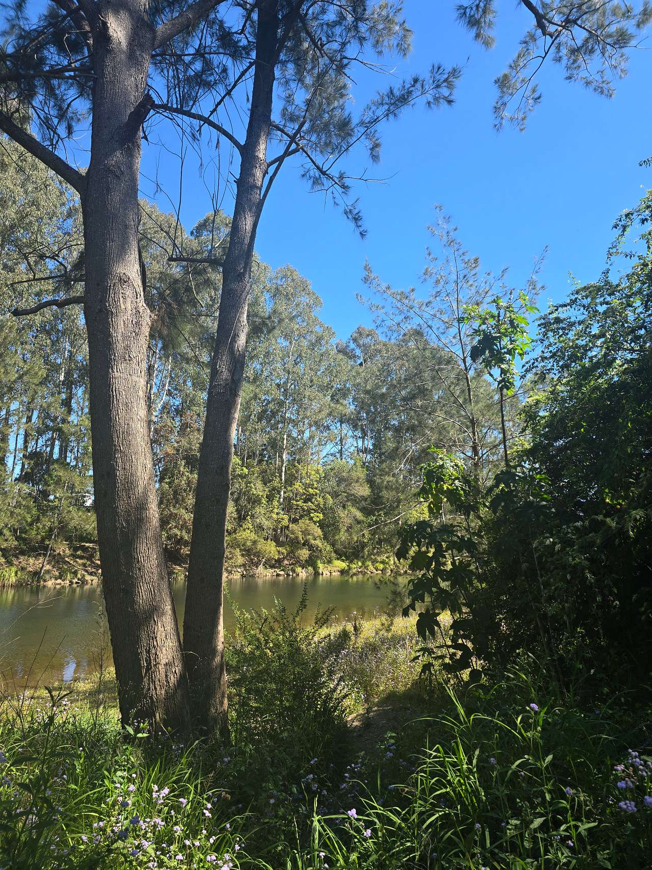 Bellinger River Camping