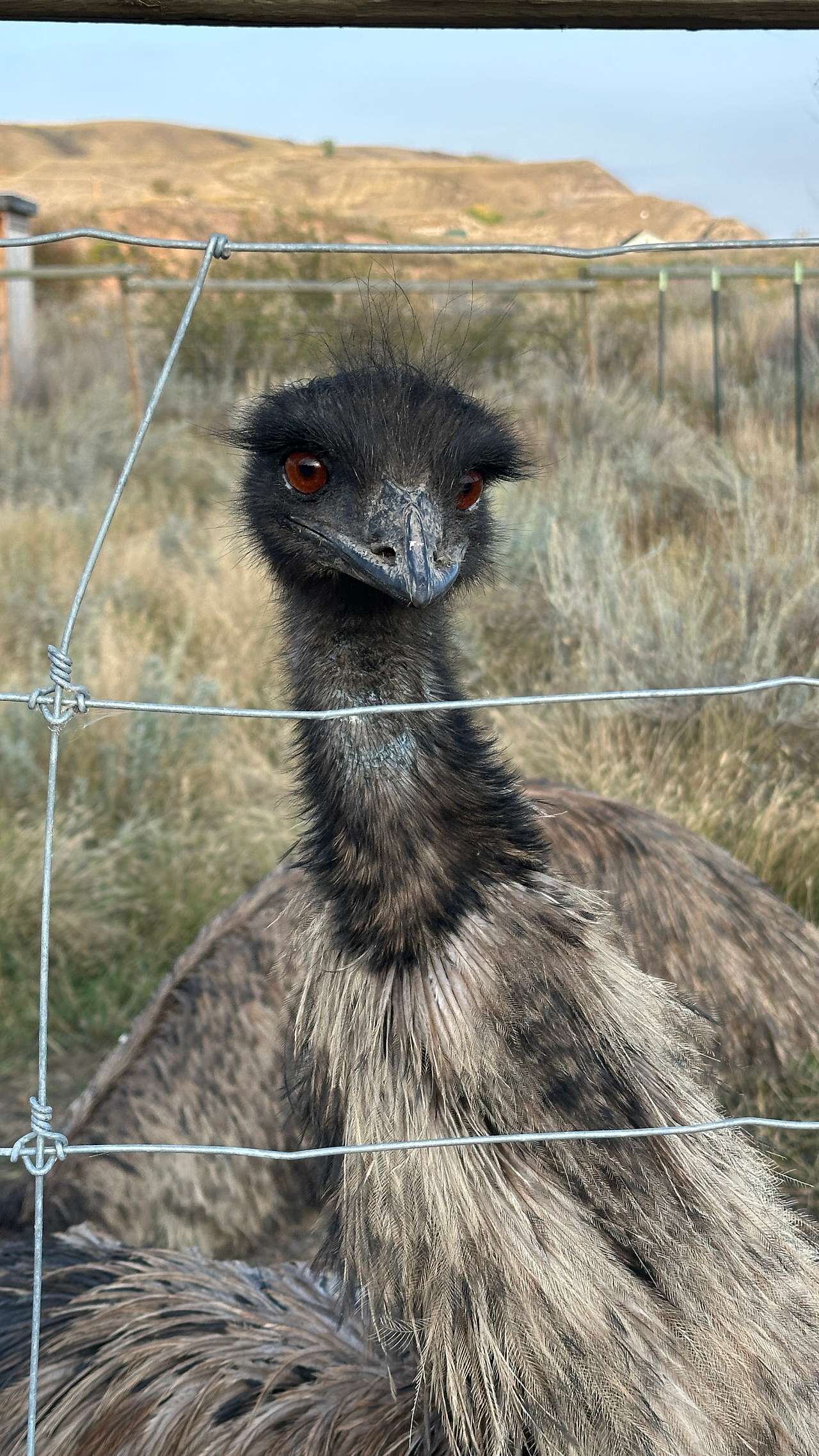 Raptor Valley Farm